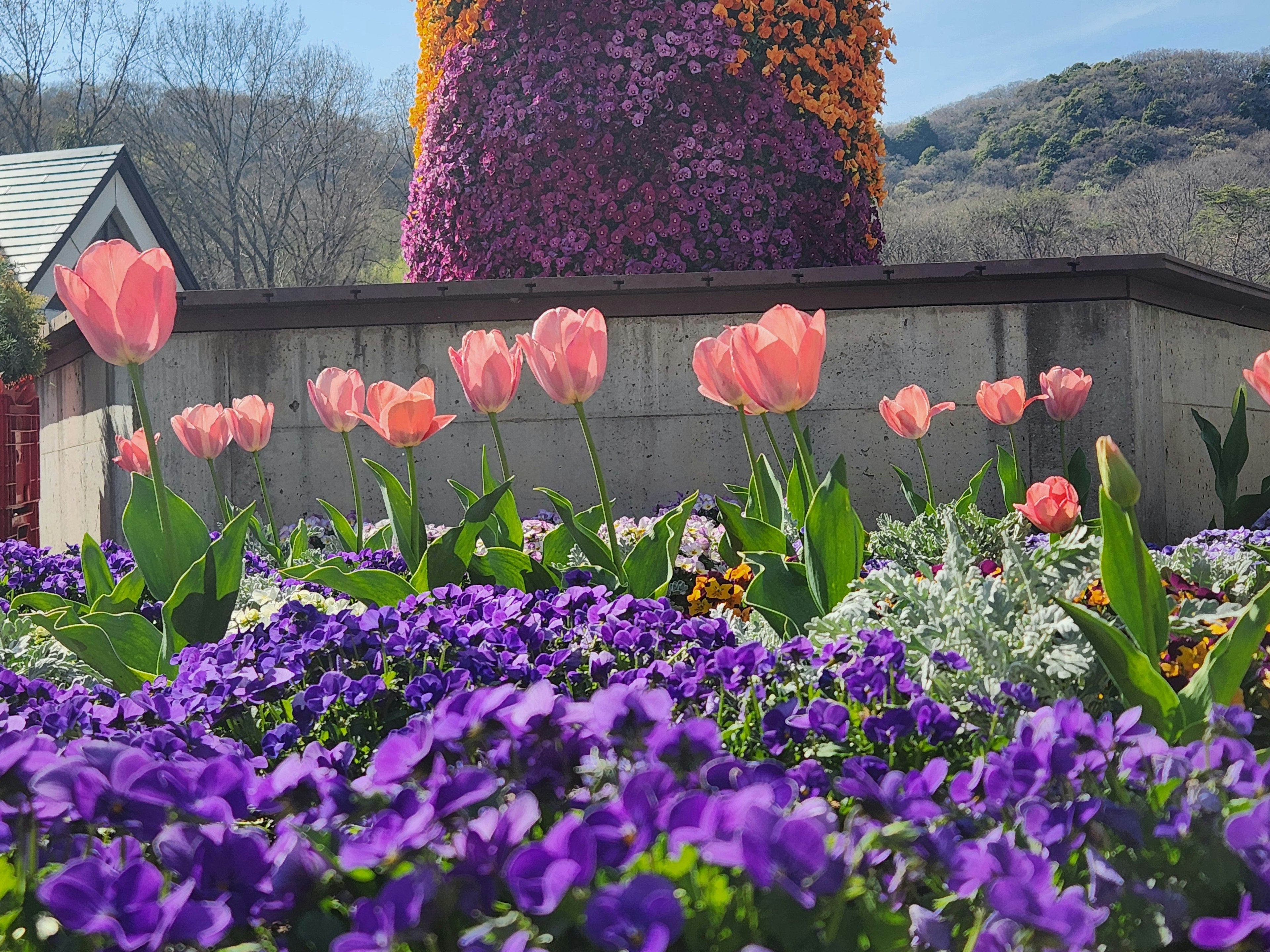 Pemandangan taman yang cerah dengan tulip merah muda dan bunga ungu yang mekar