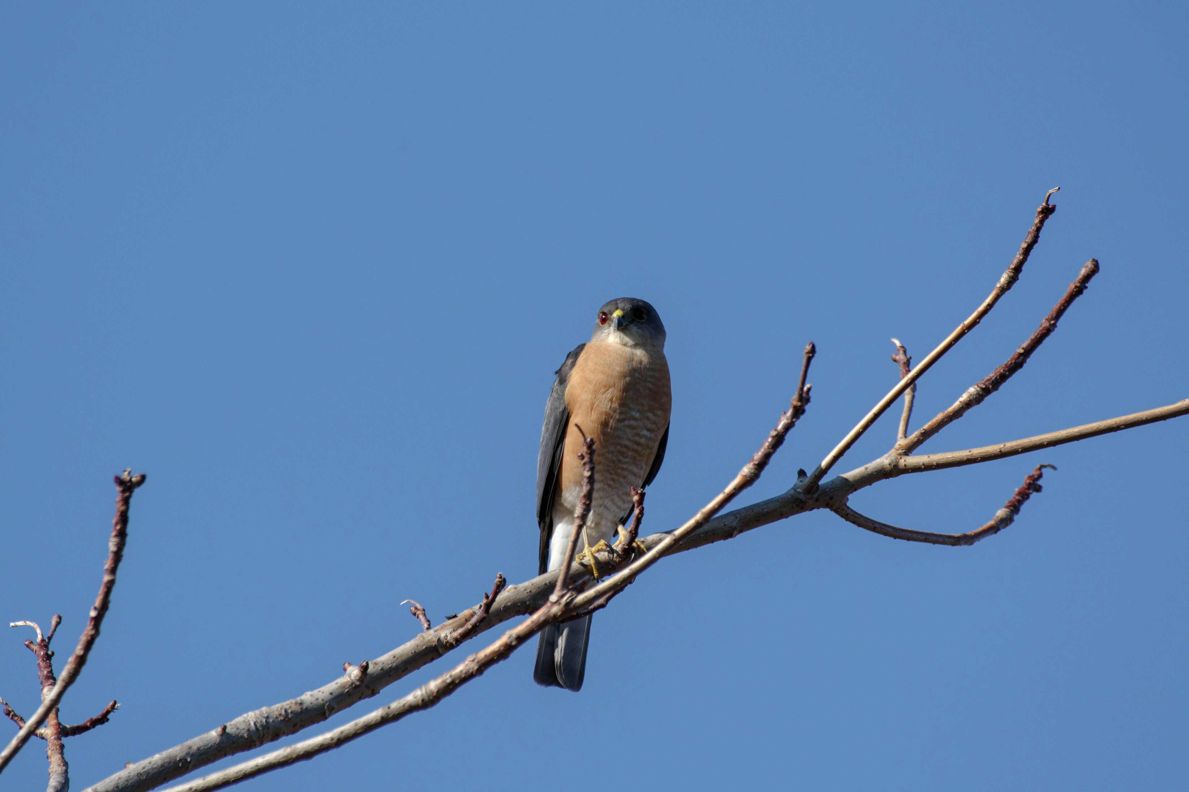 Ein Vogel, der auf einem Ast unter einem blauen Himmel sitzt