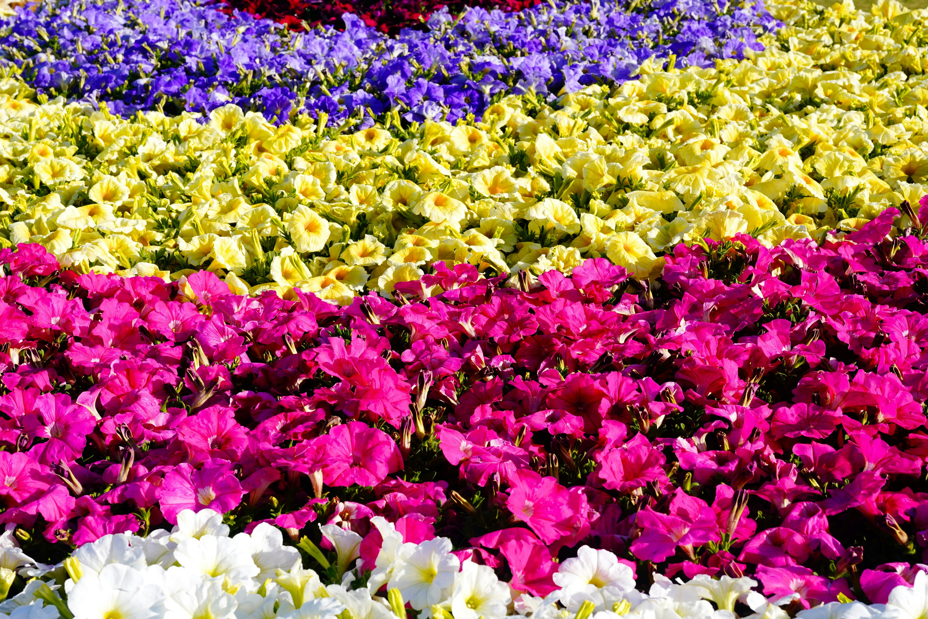 Lebendiges Blumenbeet mit bunten Blüten in Reihen