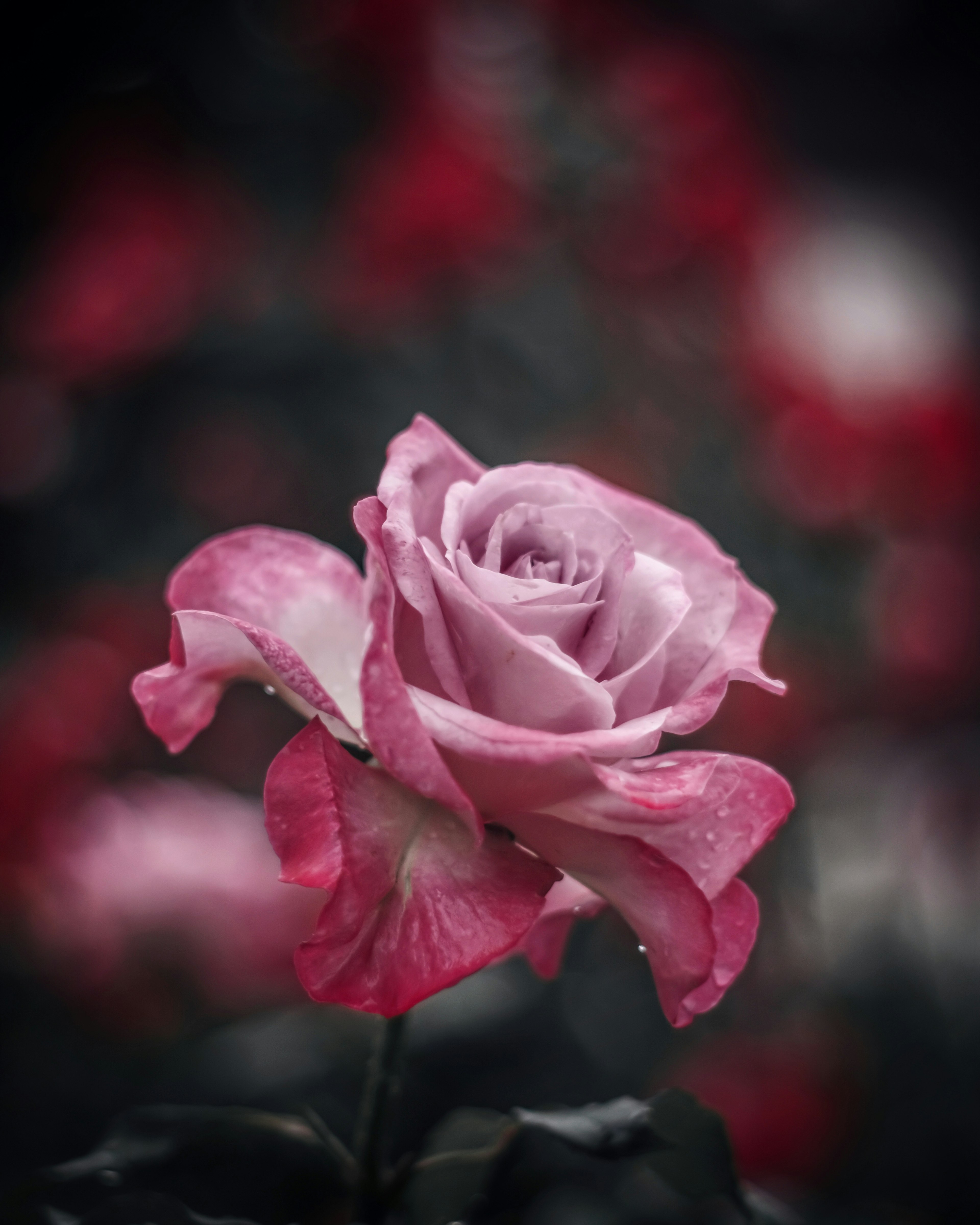 A beautiful pink rose stands out among blurred red flowers in the background