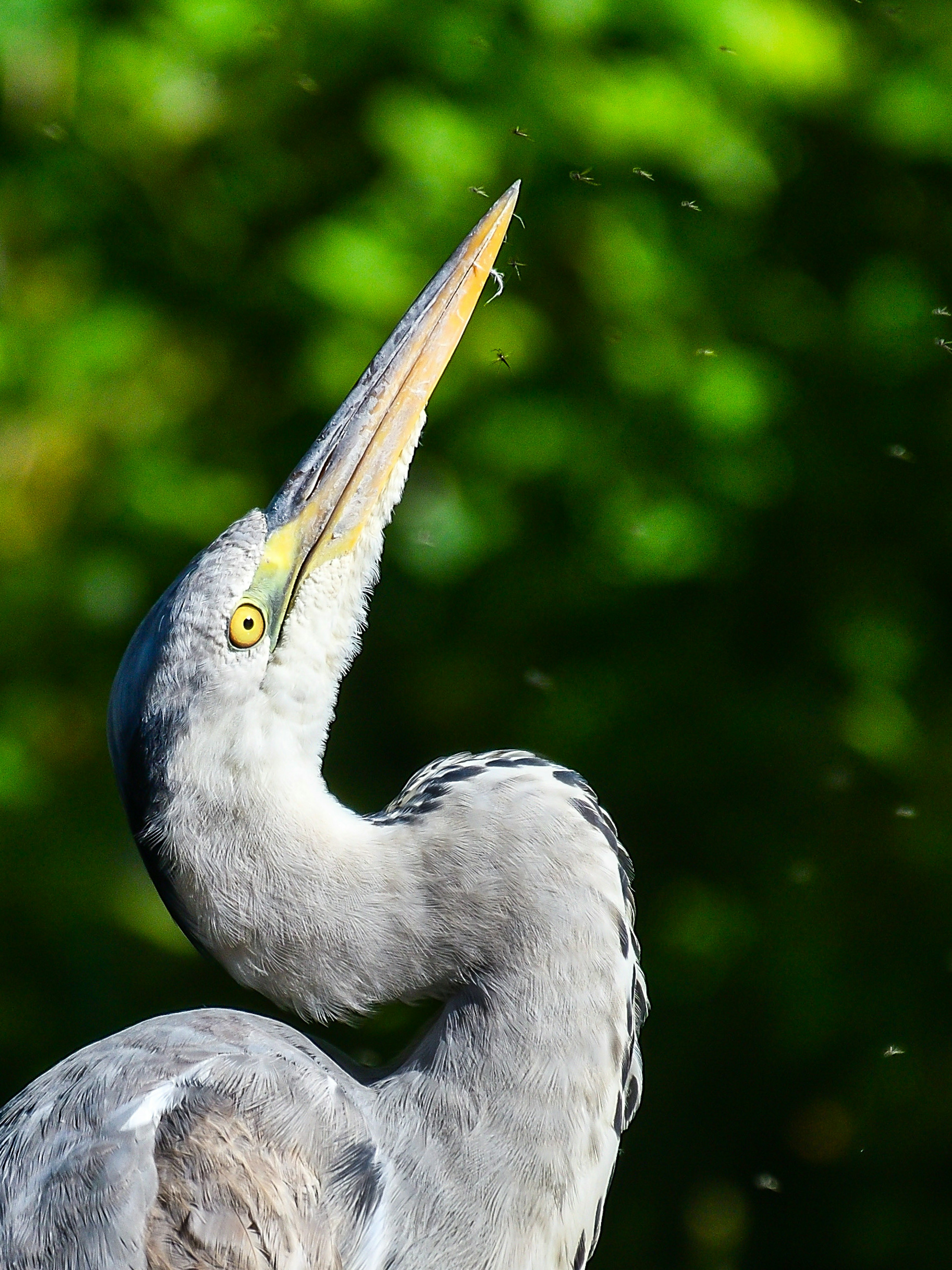 Ein blauer Reiher mit erhobenem Hals vor einem lebhaften grünen Hintergrund