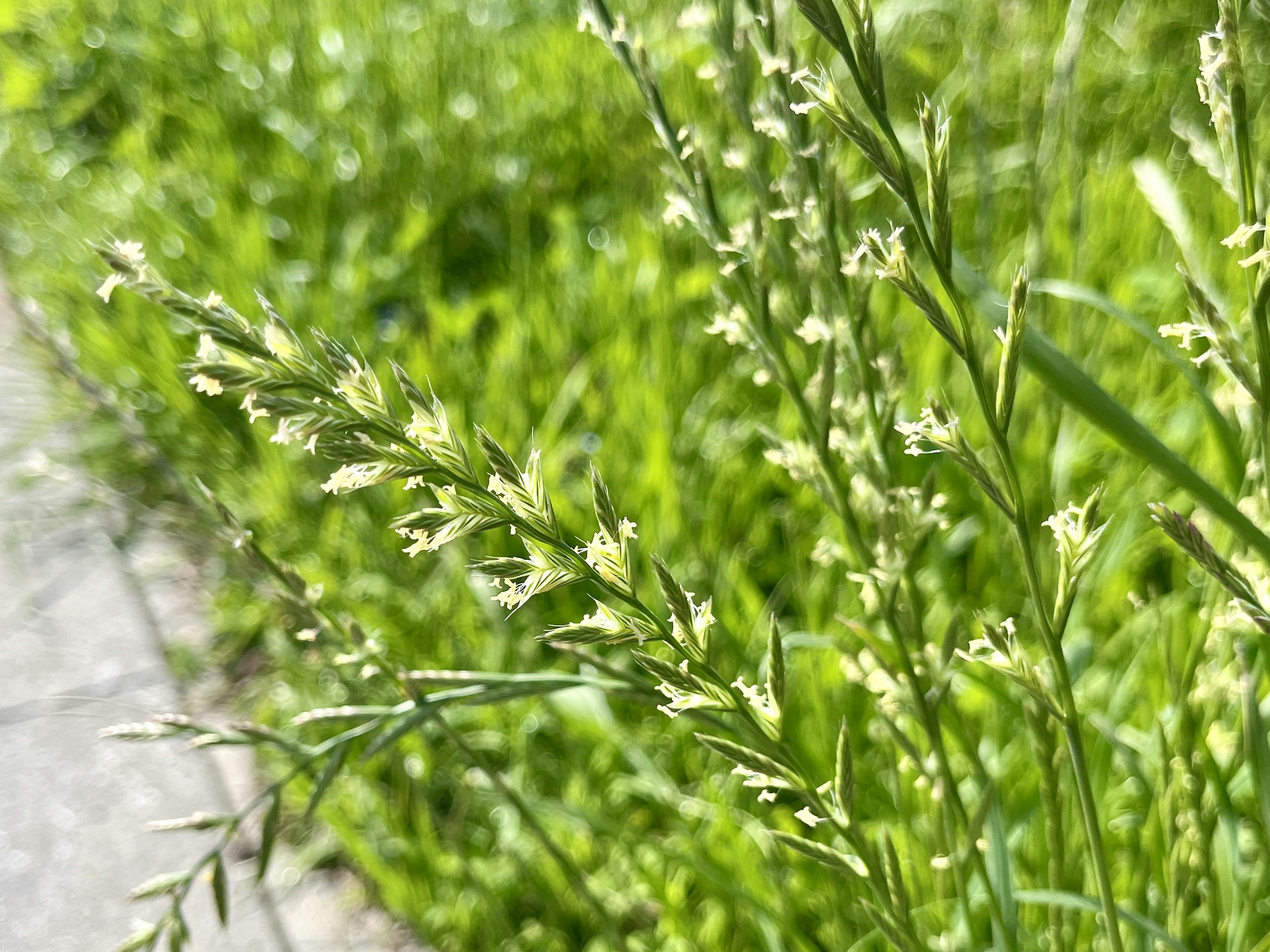 Cuplikan rumput dengan daun hijau dan bunga kecil