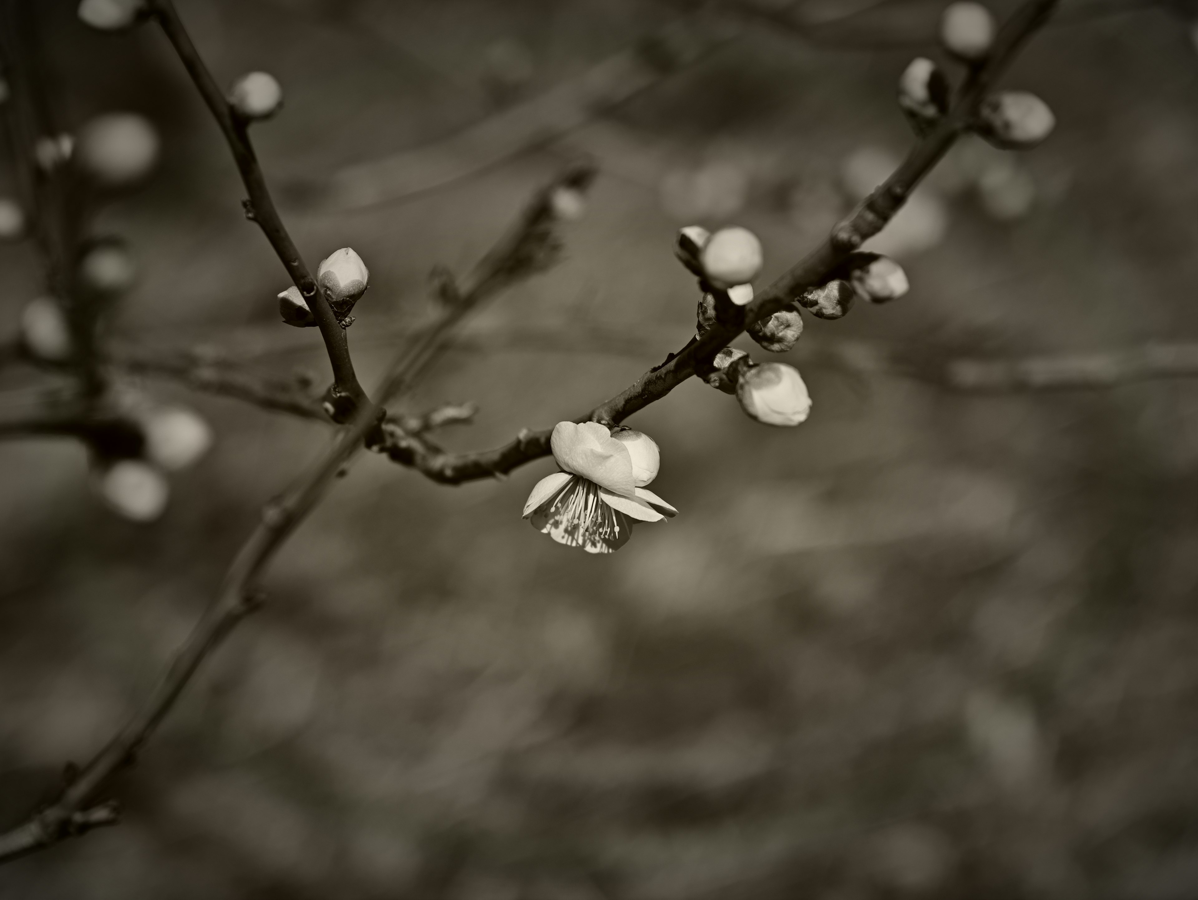 Photo en noir et blanc d'une branche avec des fleurs blanches et des bourgeons