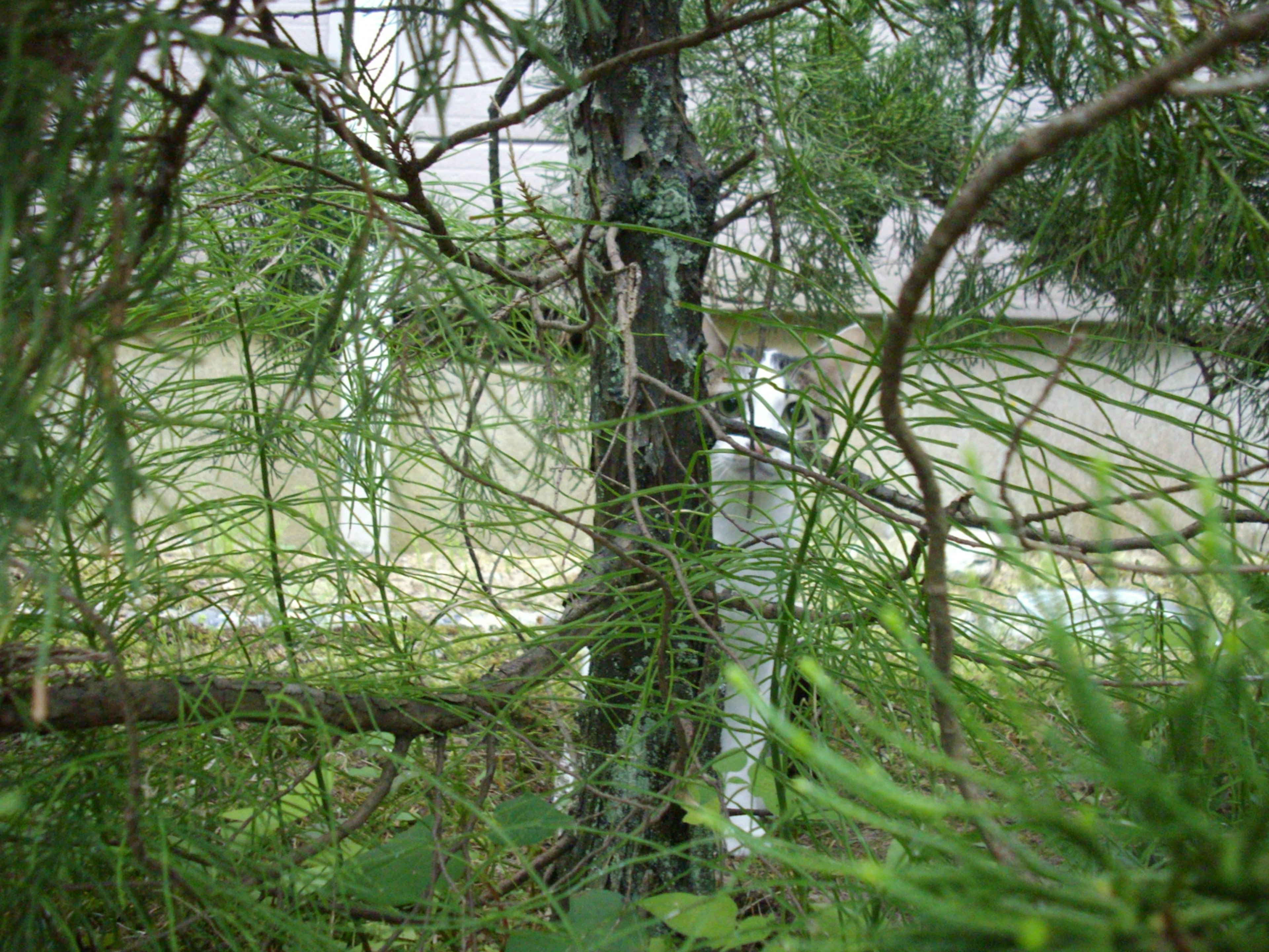 White object partially visible through green foliage and tree branches