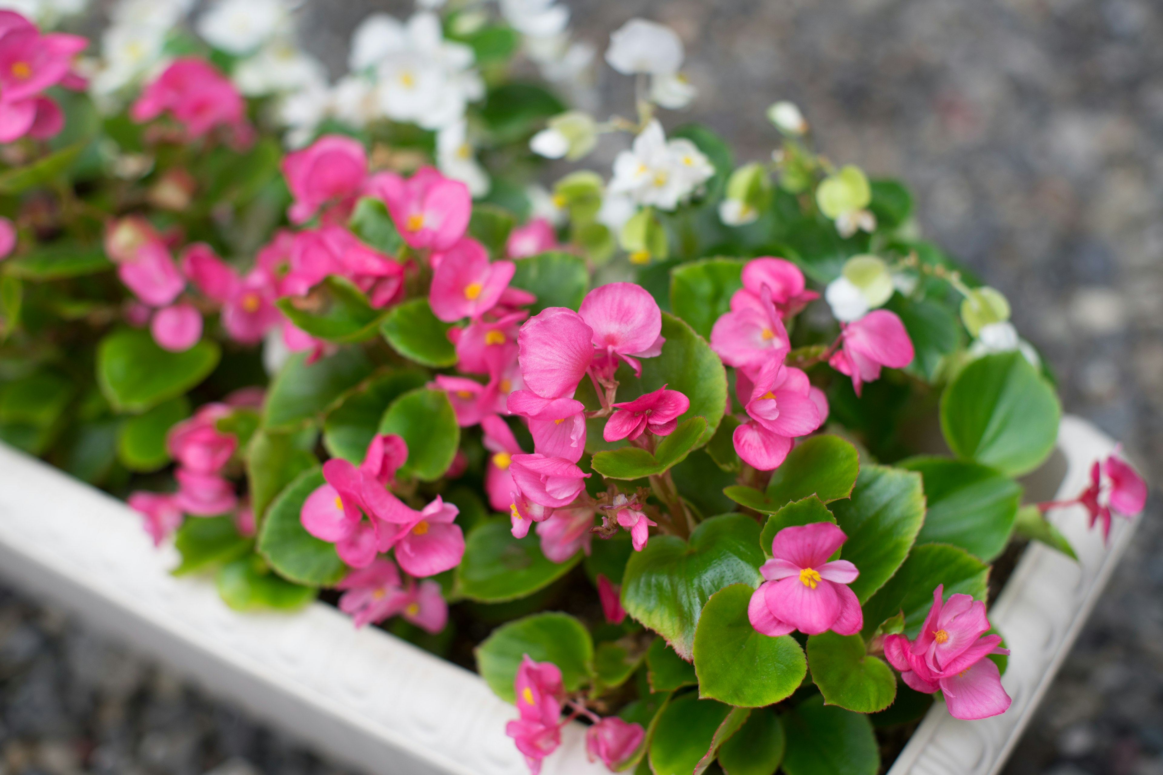 Maceta de begonias con flores rosas y blancas