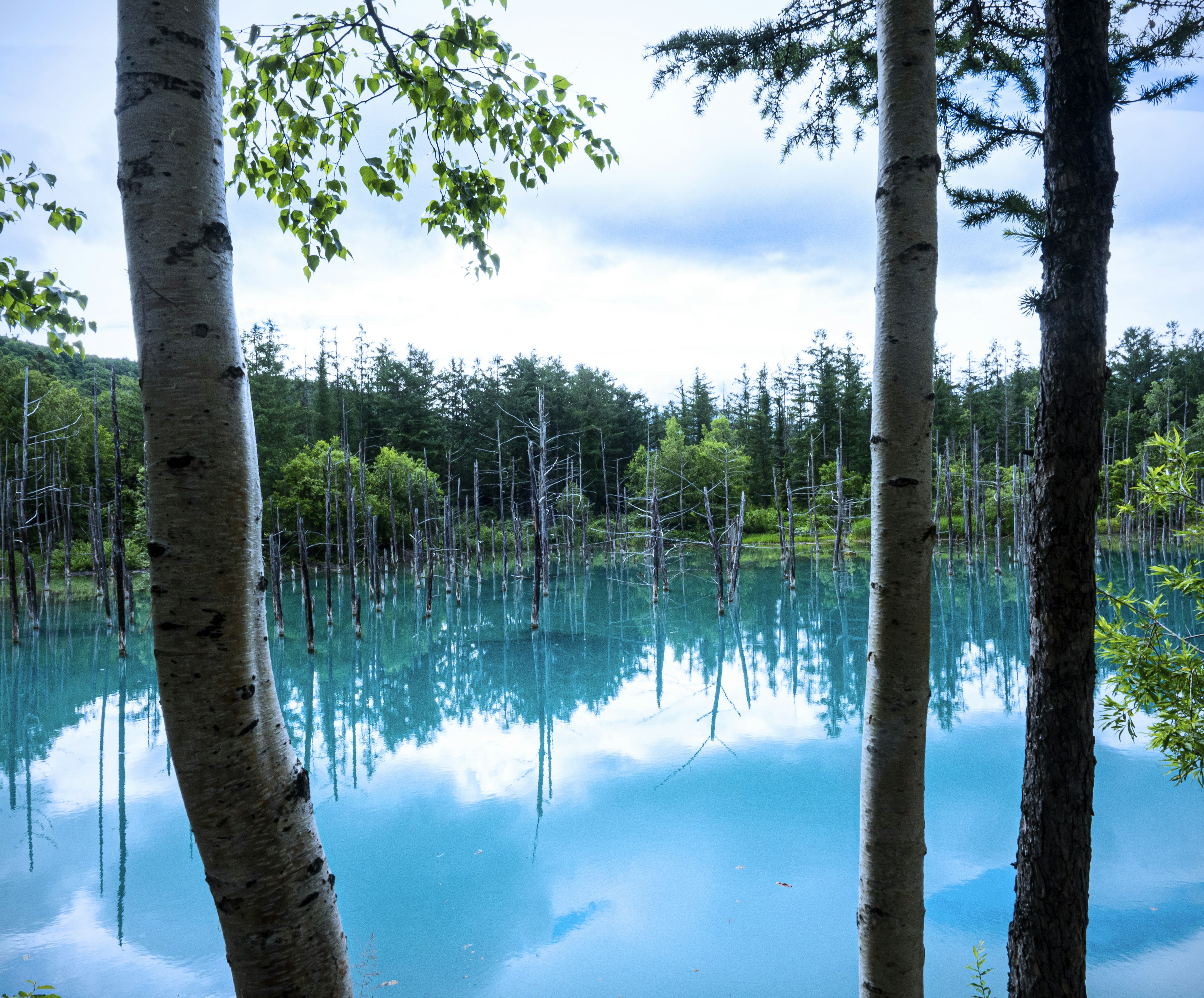 Pemandangan danau tenang dengan permukaan biru dan pohon tinggi yang memantul