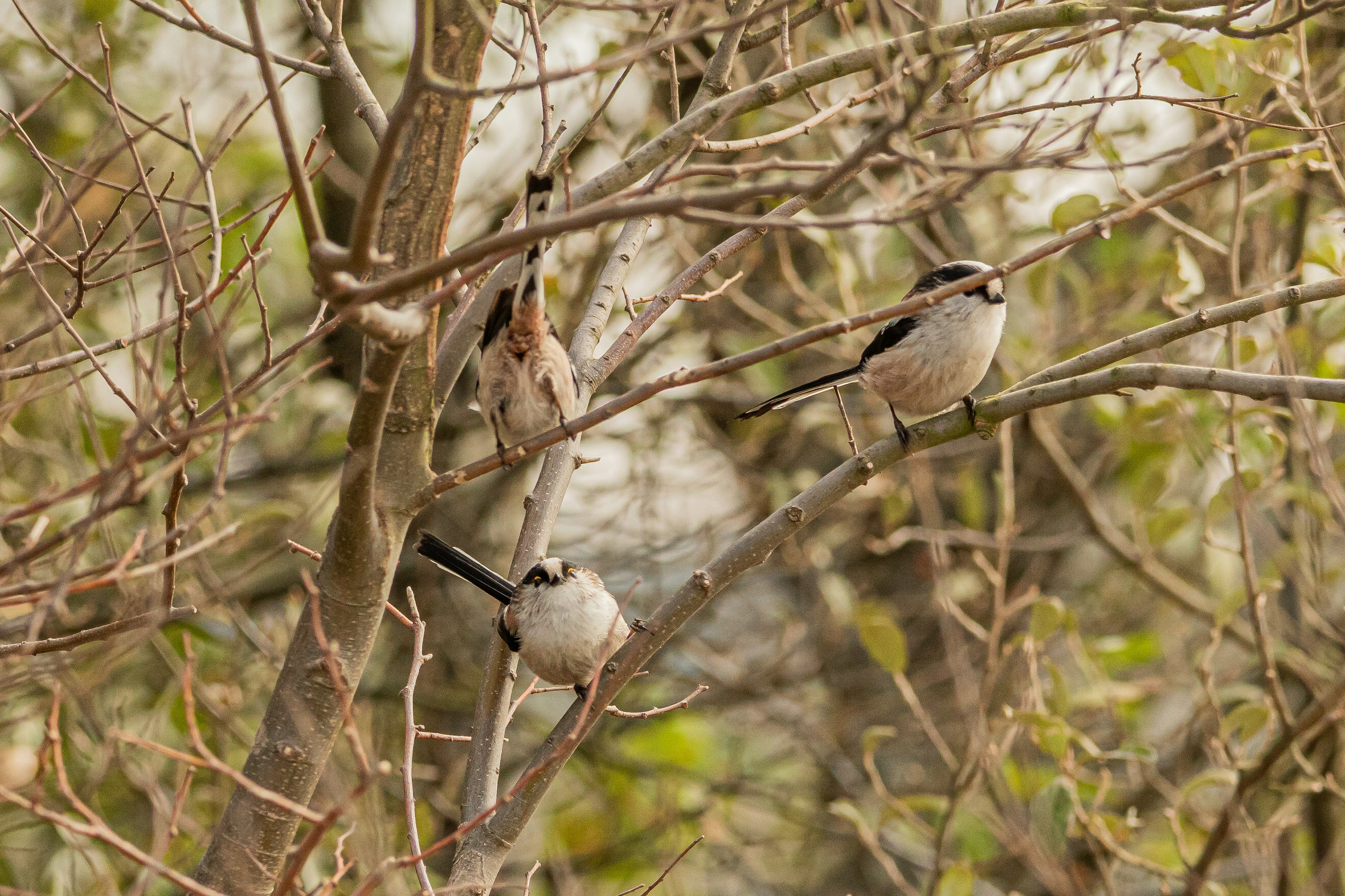 Quelques oiseaux perchés sur des branches d'arbres dans un cadre naturel