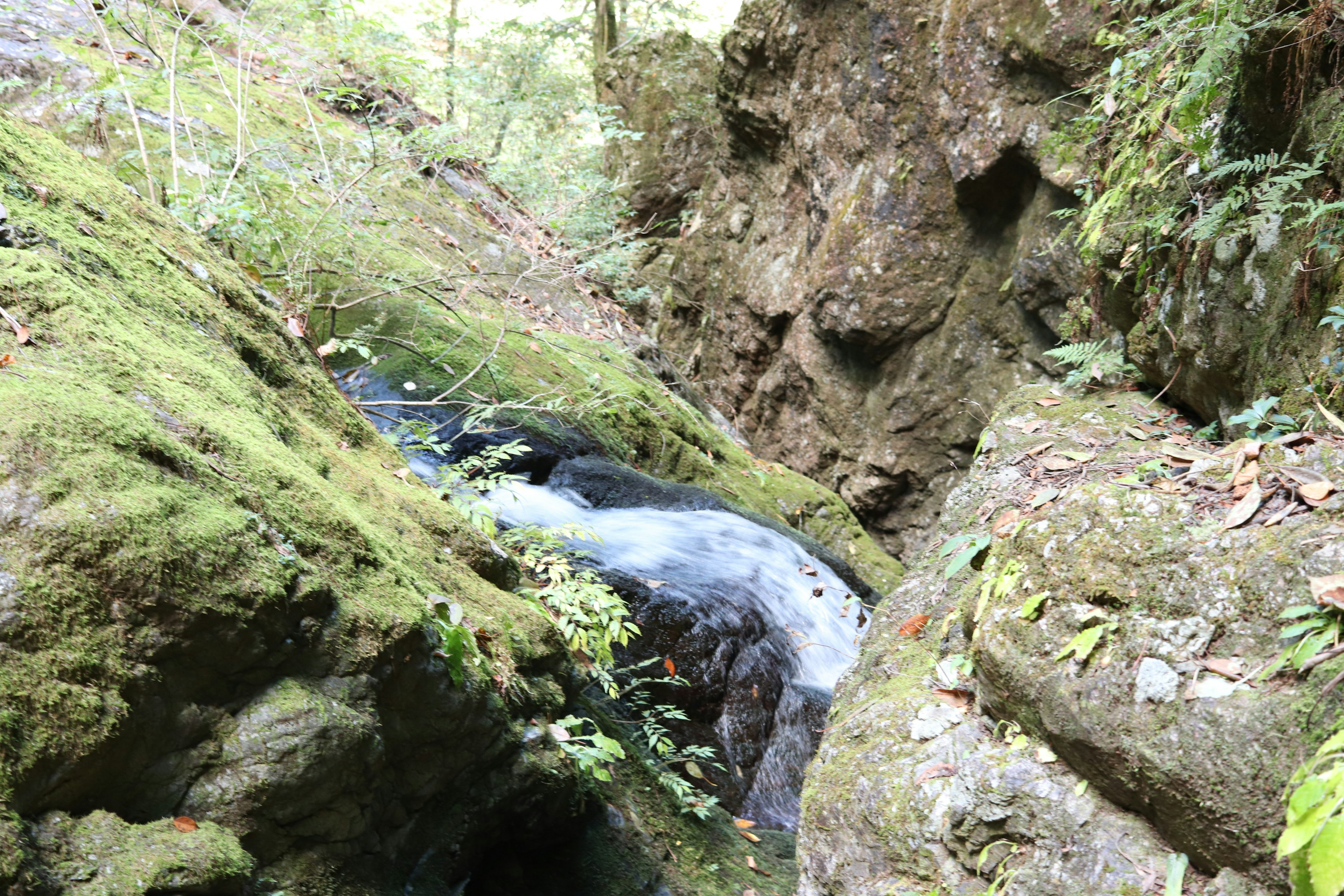 A small stream flowing through a lush green canyon with rocky formations