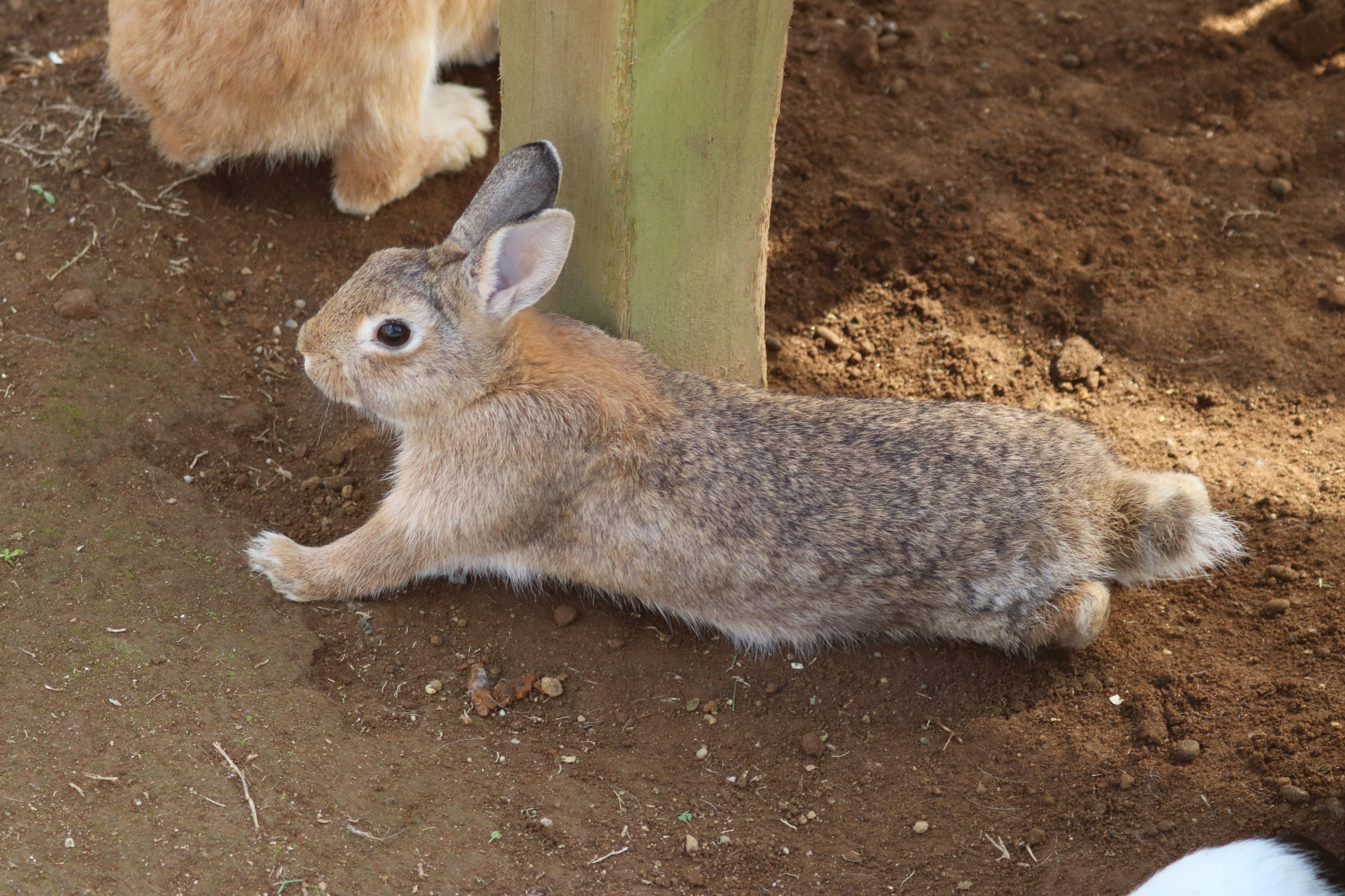 Brown rabbit lying on the ground near a wooden post