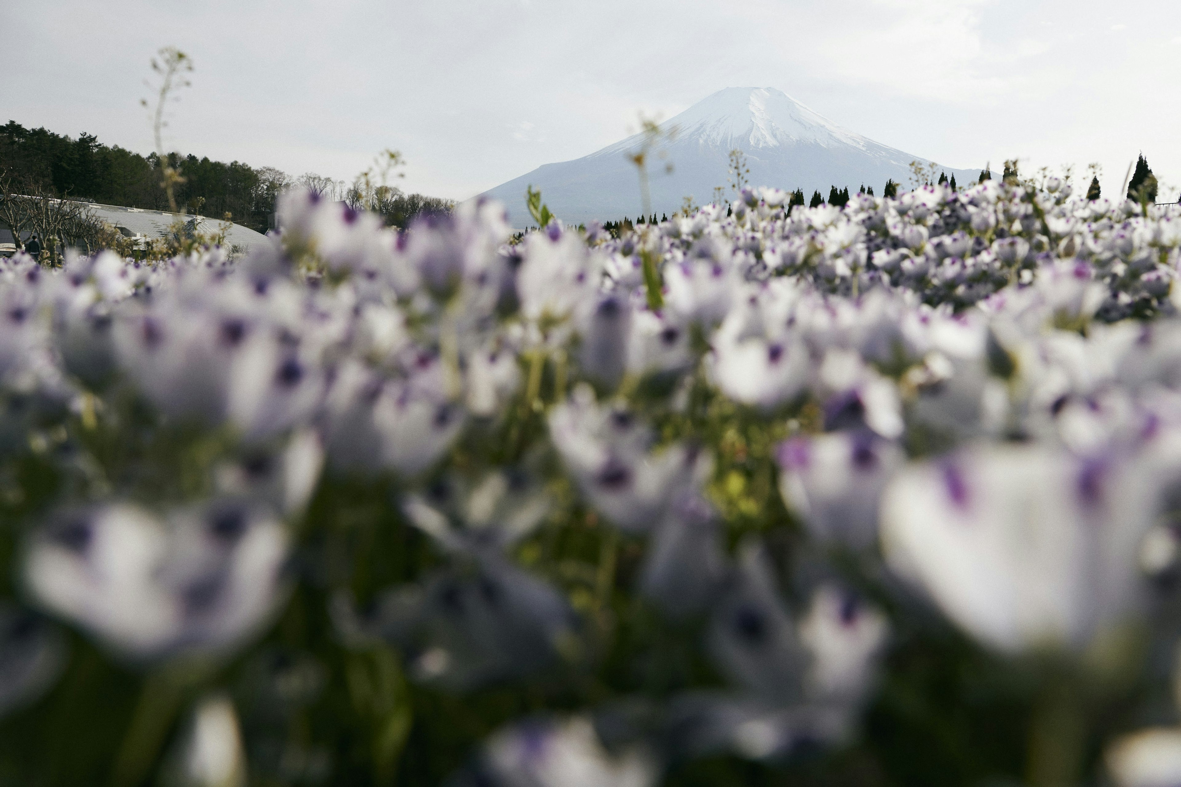 紫色の花が咲く風景の中に富士山が見える