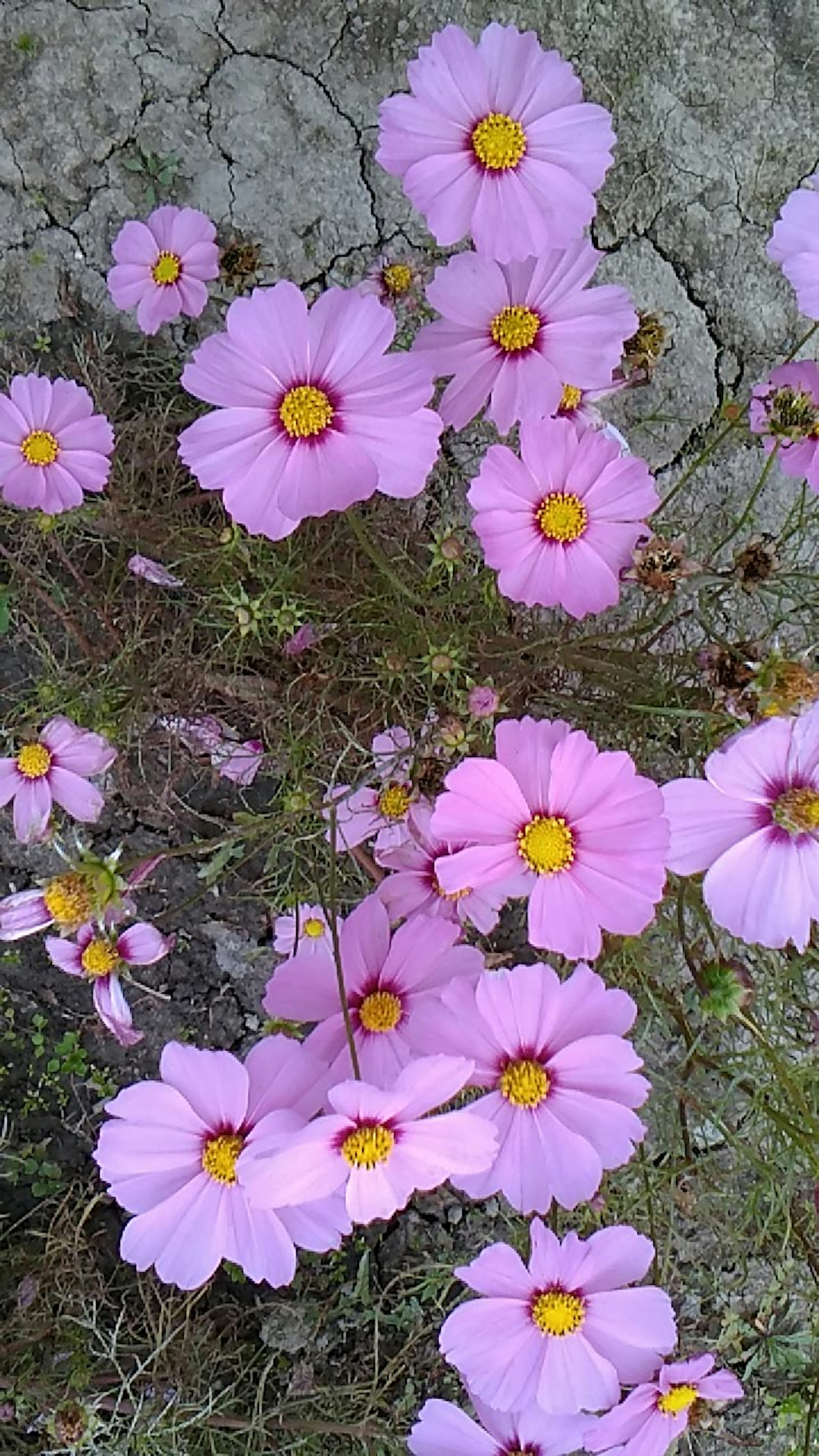 Rosa Blumen blühen in einem grasbewachsenen Bereich von oben betrachtet