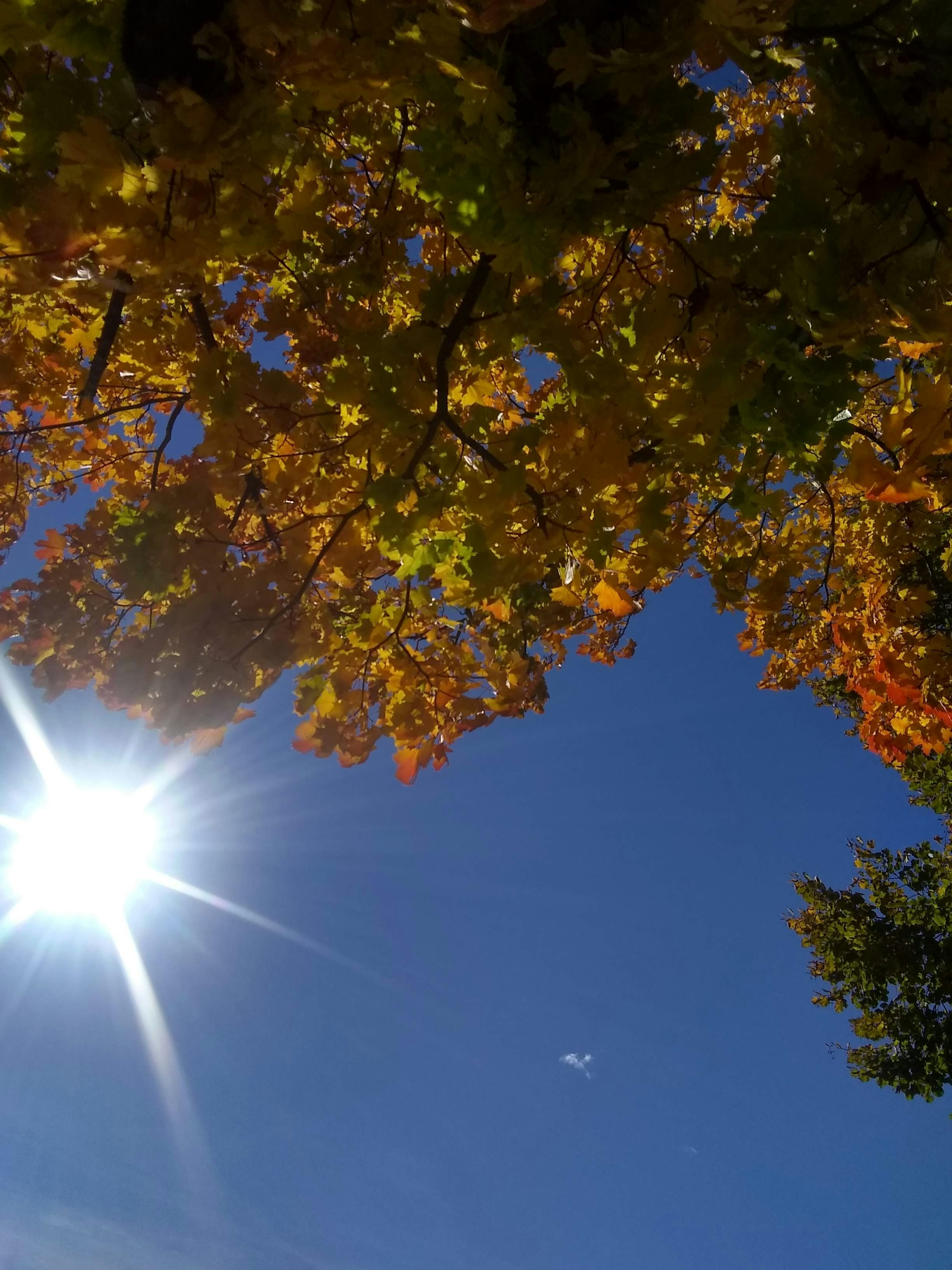 Sole che splende in un cielo blu con foglie autunnali arancioni