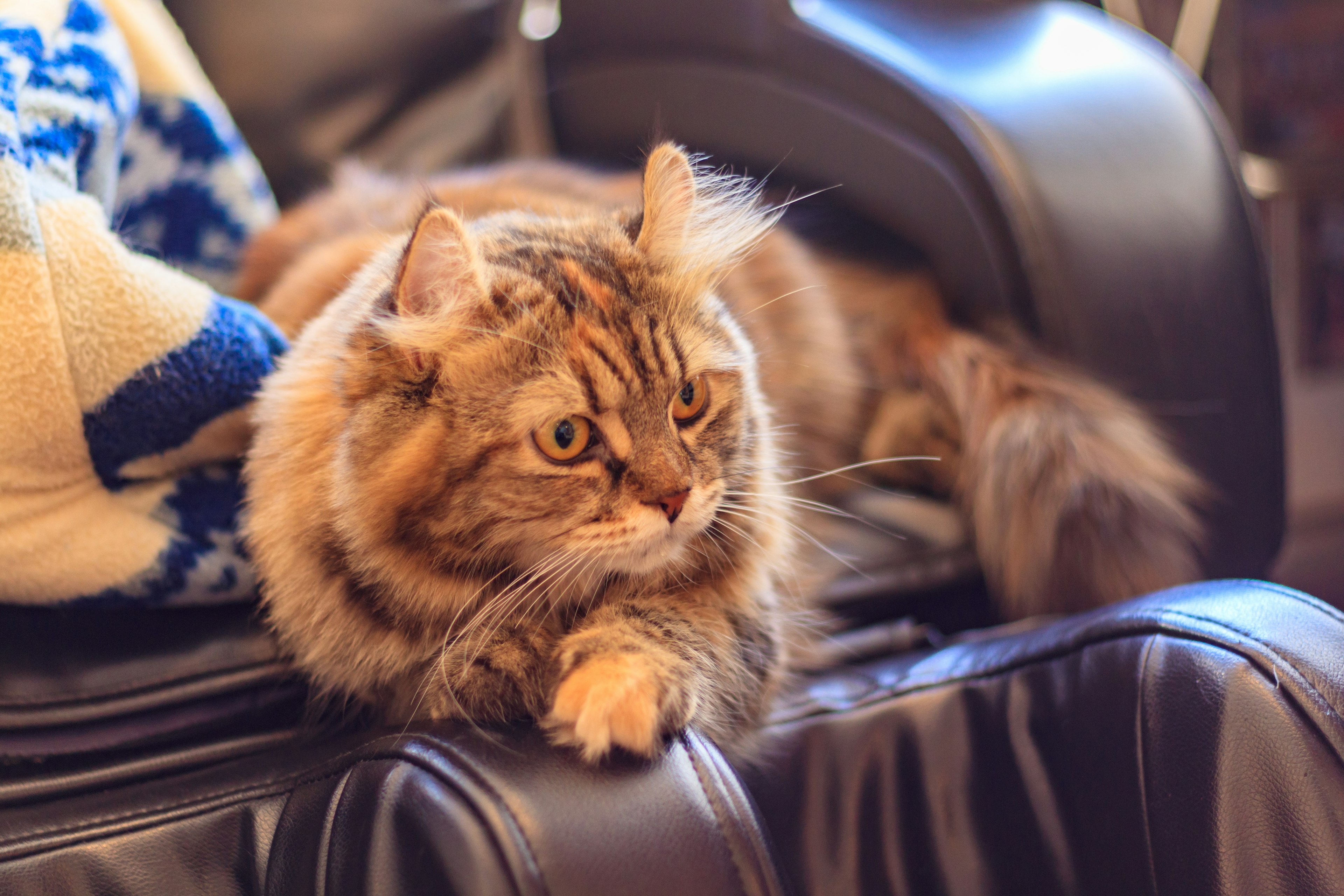 Braunhaarige Katze ruht auf der Rückenlehne eines Sofas