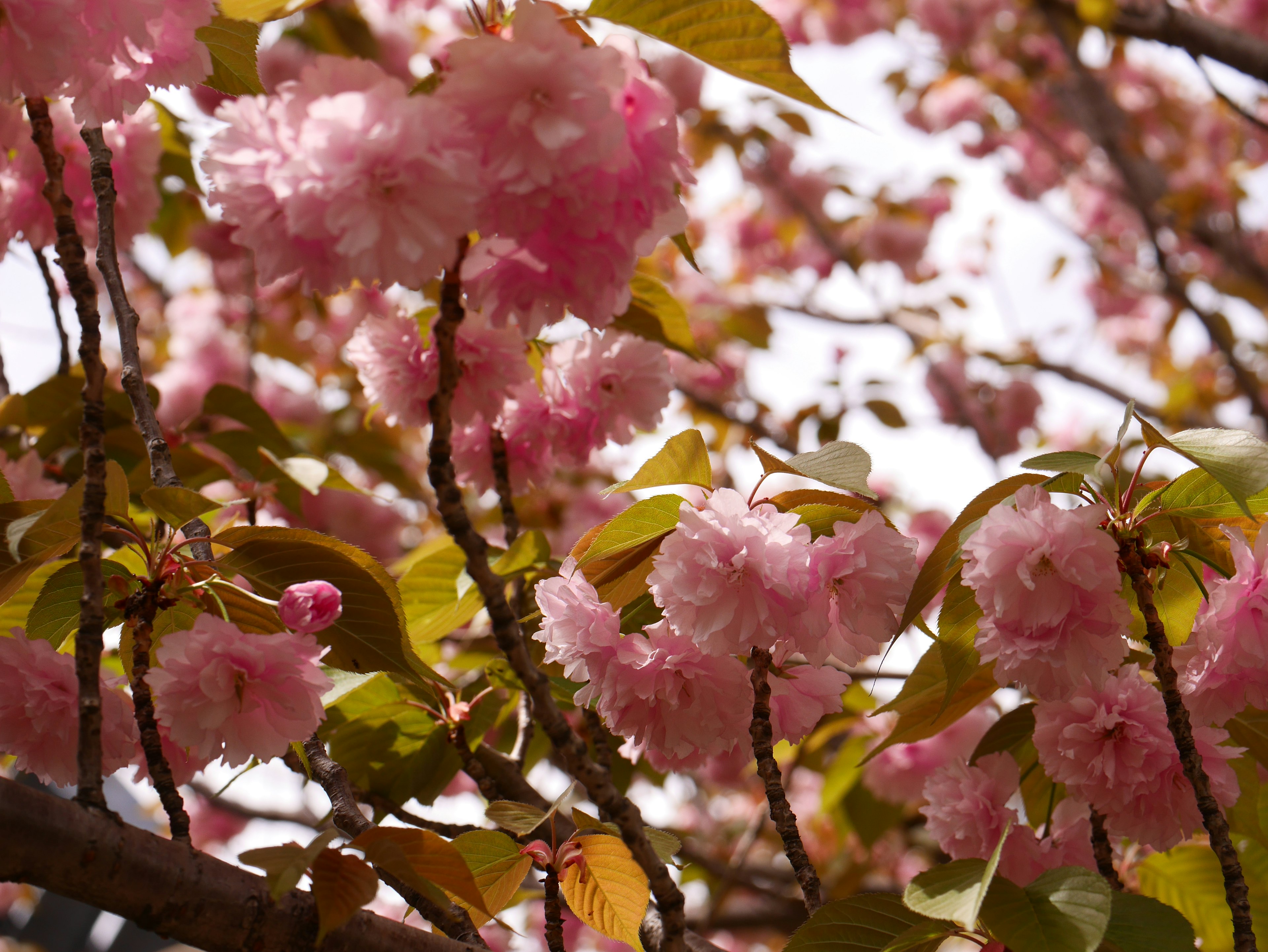 Schöne Frühlingsszene mit blühenden Kirschblüten und grünen Blättern