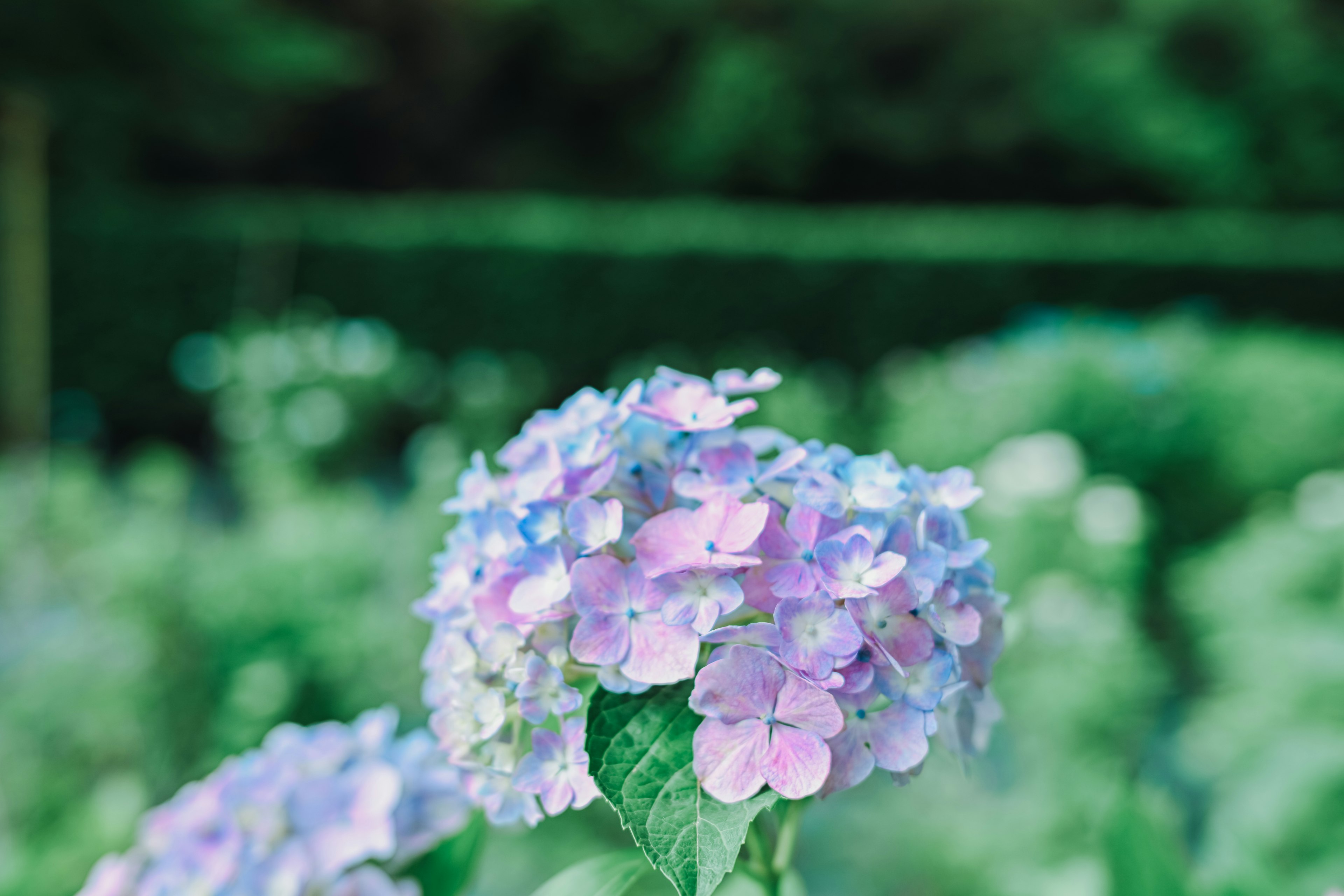 蓝色和紫色的绣球花特写照片