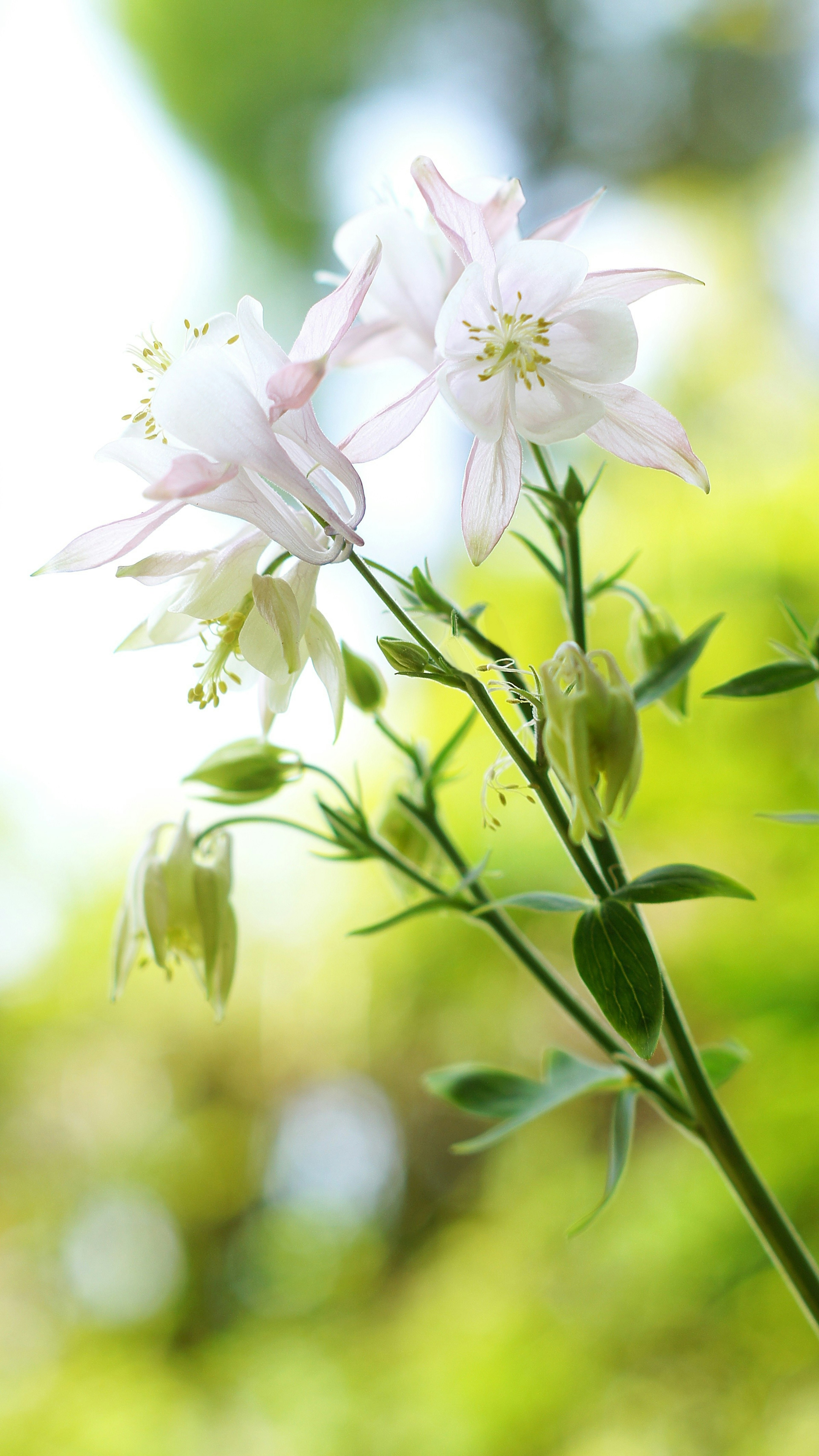 Gros plan d'une plante avec des fleurs blanches Lumière douce filtrant à travers un fond vert