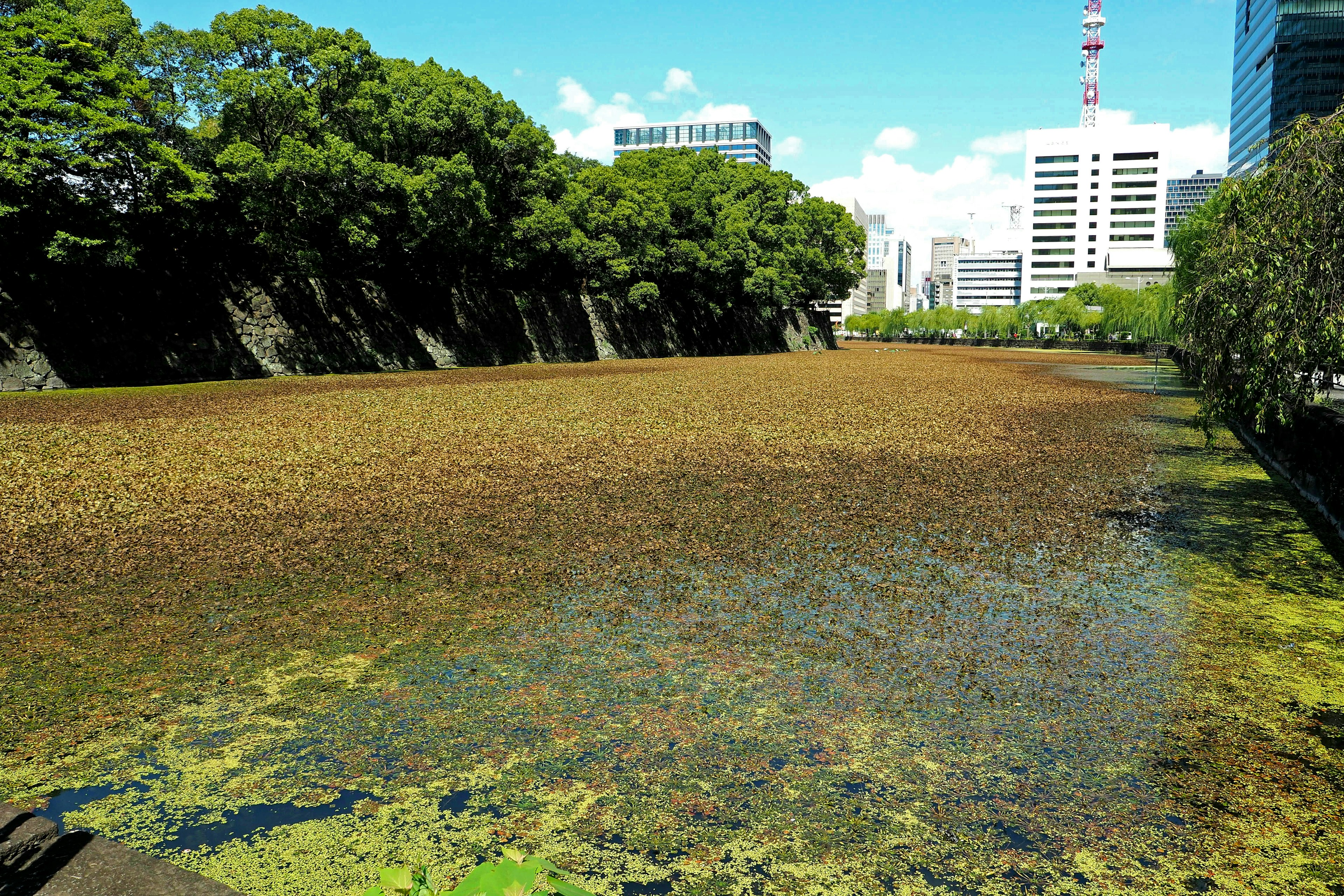 Parklandschaft mit einer Wasseroberfläche, umgeben von grünen Bäumen