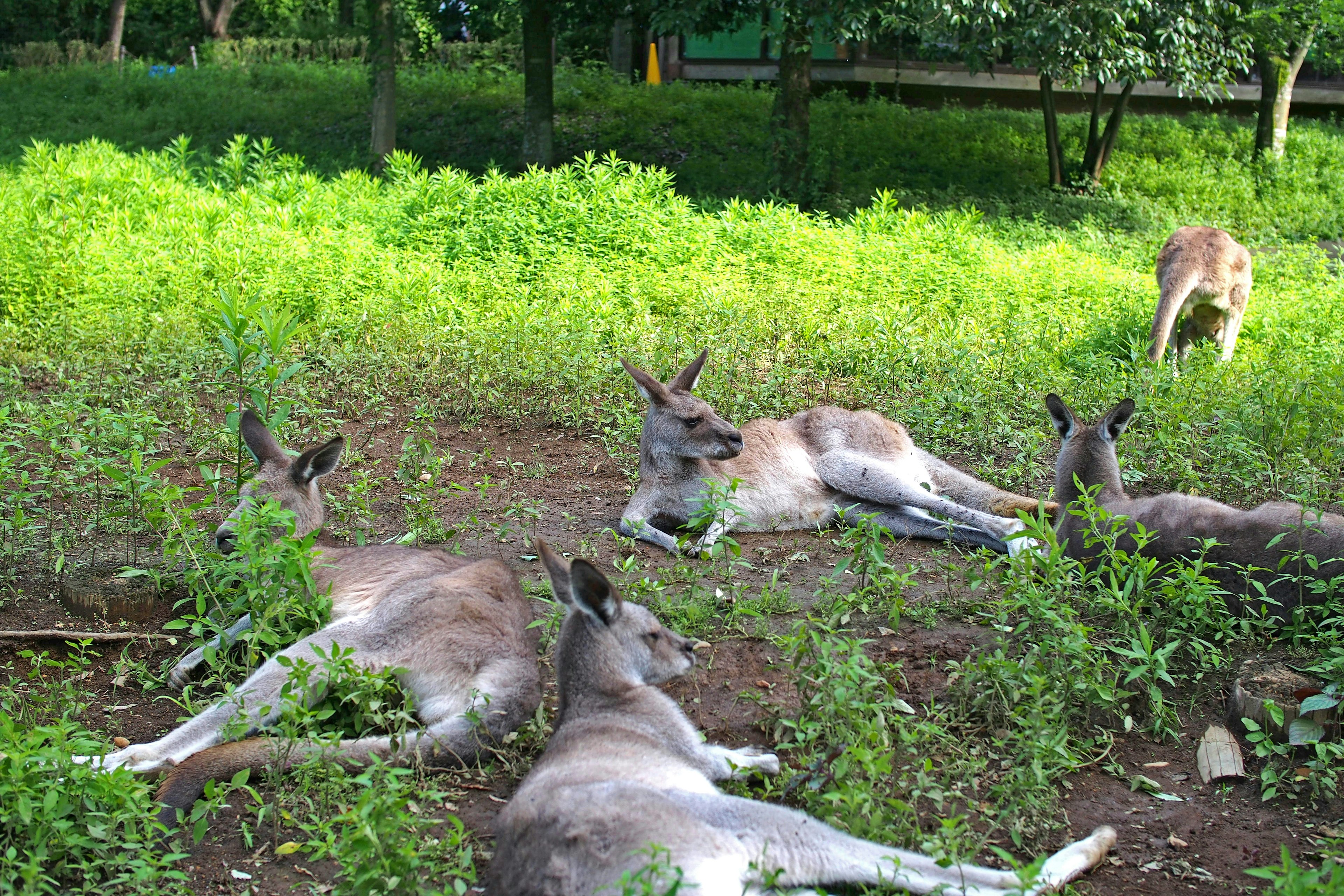 Un grupo de canguros descansando en hierba verde exuberante