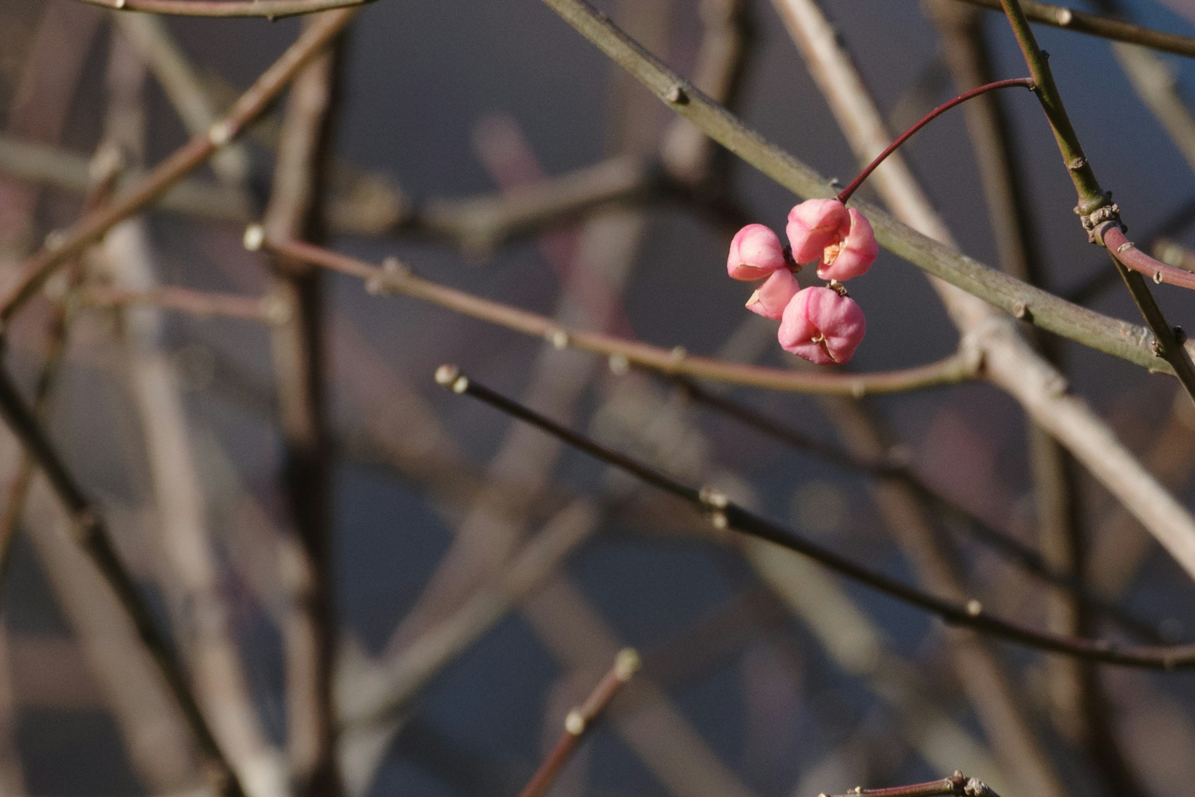 Frutti rosa delicati appesi ai rami in un ambiente invernale