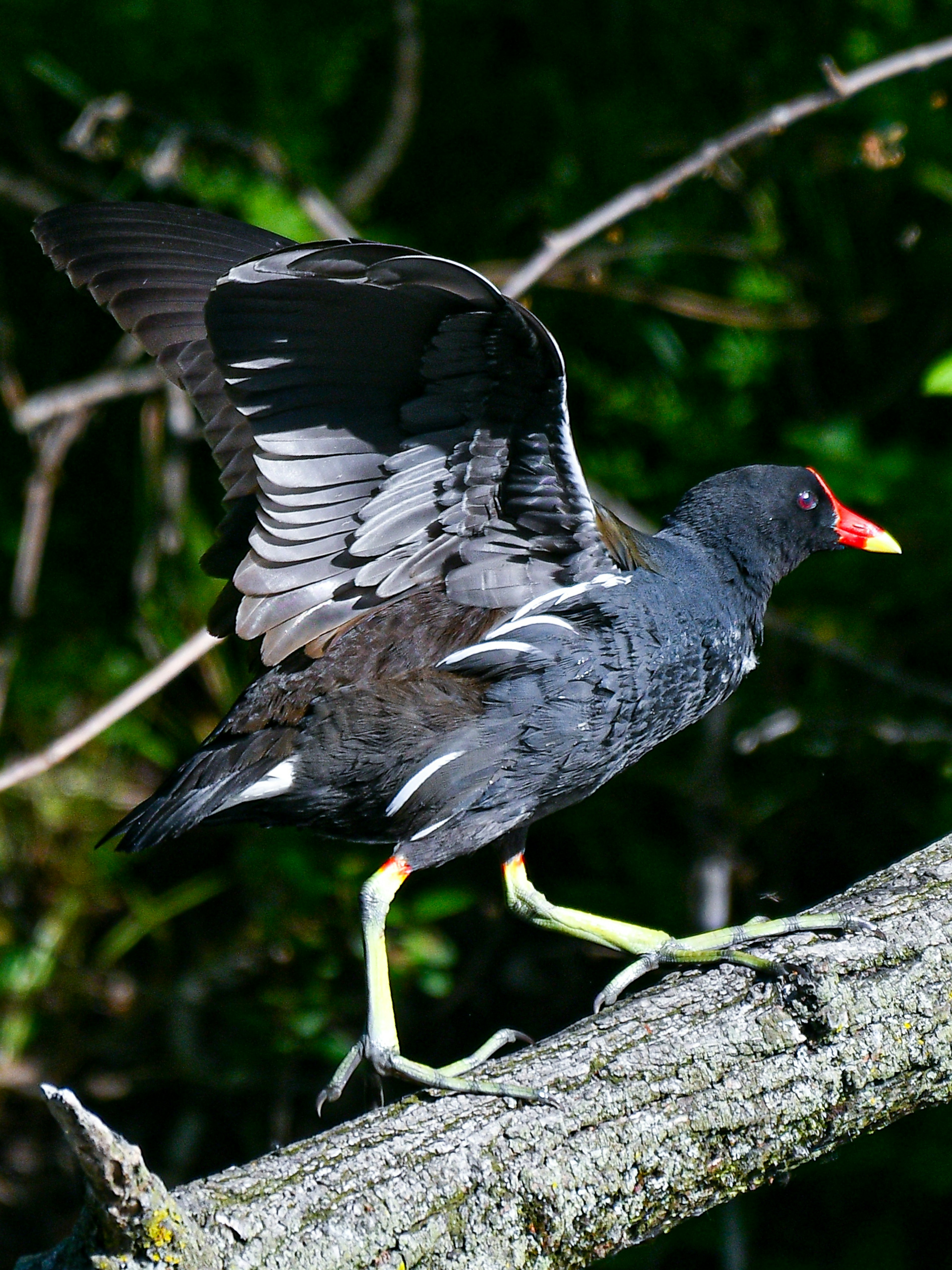 黒い羽を広げたモレッツの鳥が木の枝の上に立っている