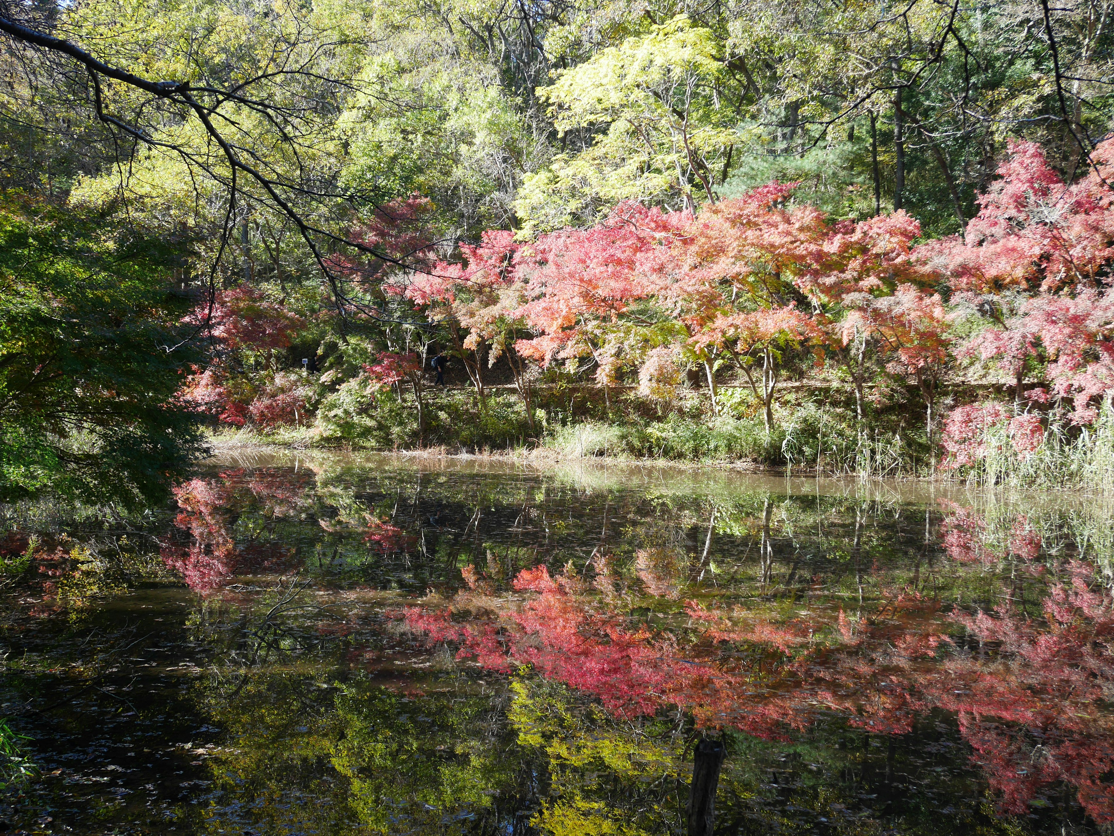 Beautiful autumn scenery with colorful trees reflecting in the pond