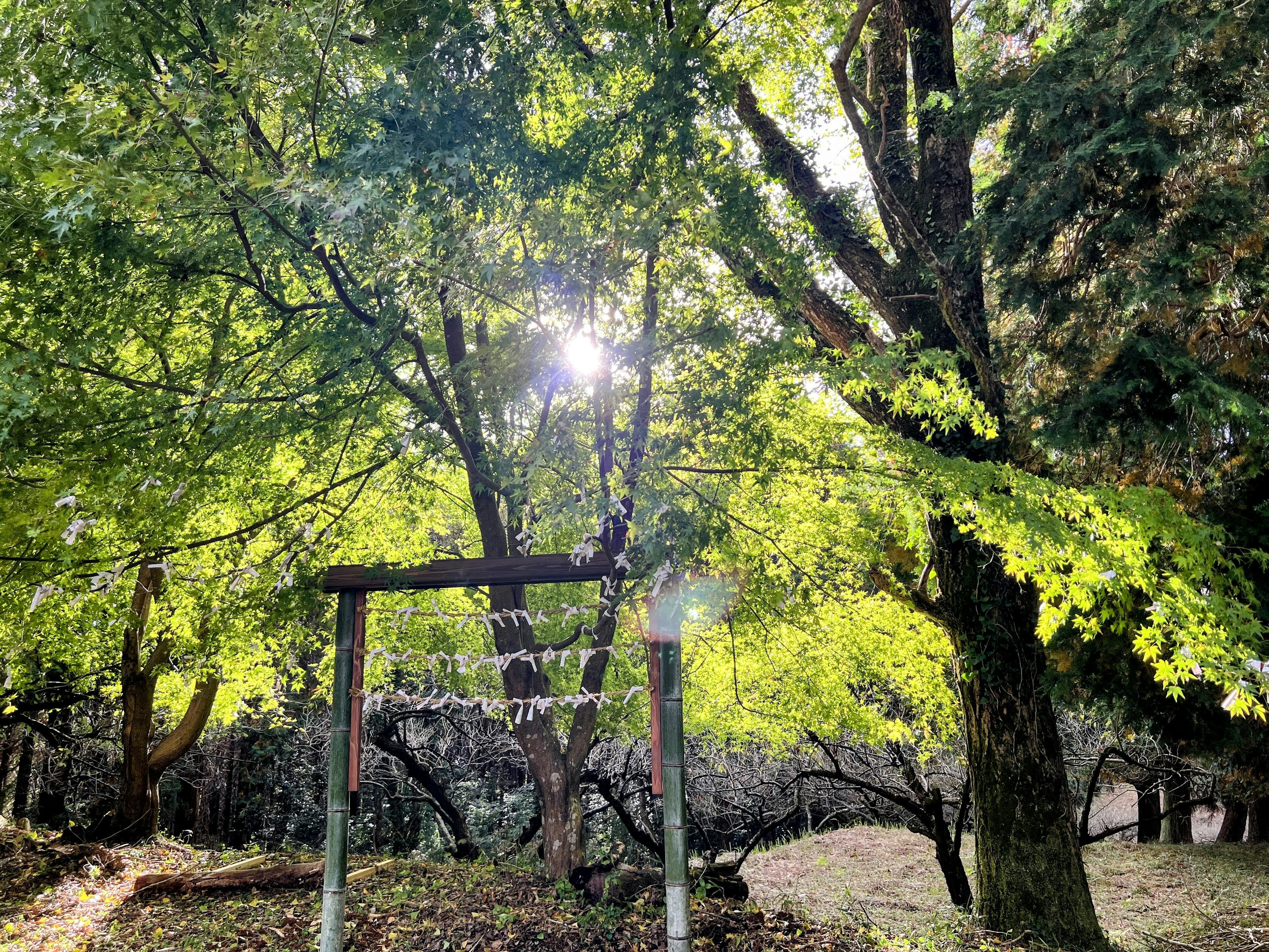 Una puerta torii rodeada de árboles verdes exuberantes con luz solar filtrándose