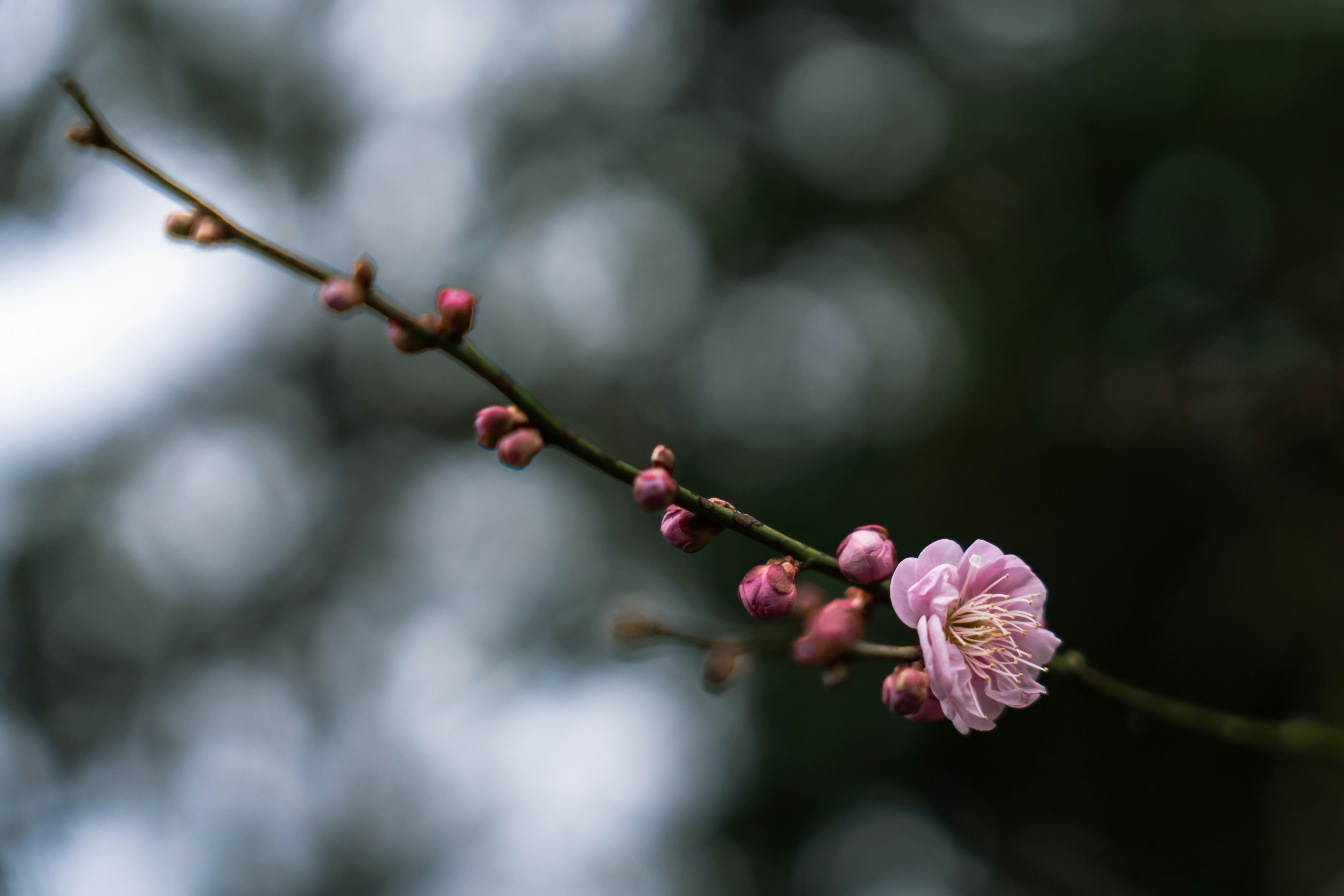 ピンクの花とつぼみがついた枝のクローズアップ 背景はぼやけた緑