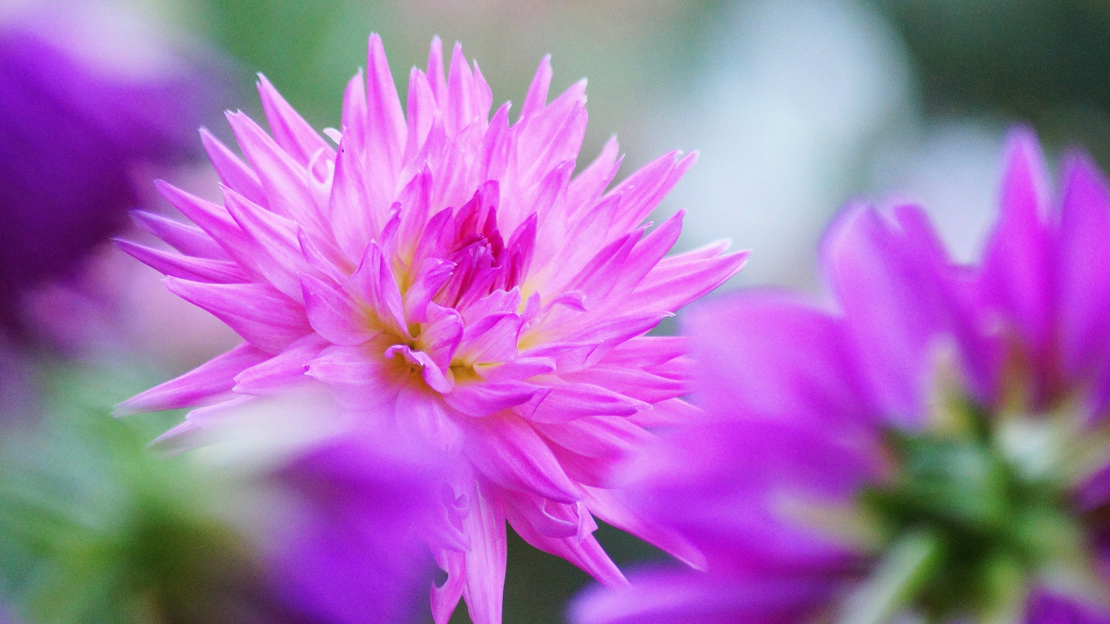 Eine lebendige pinkfarbene Blume im Fokus mit verschwommenen lila Blumen im Hintergrund