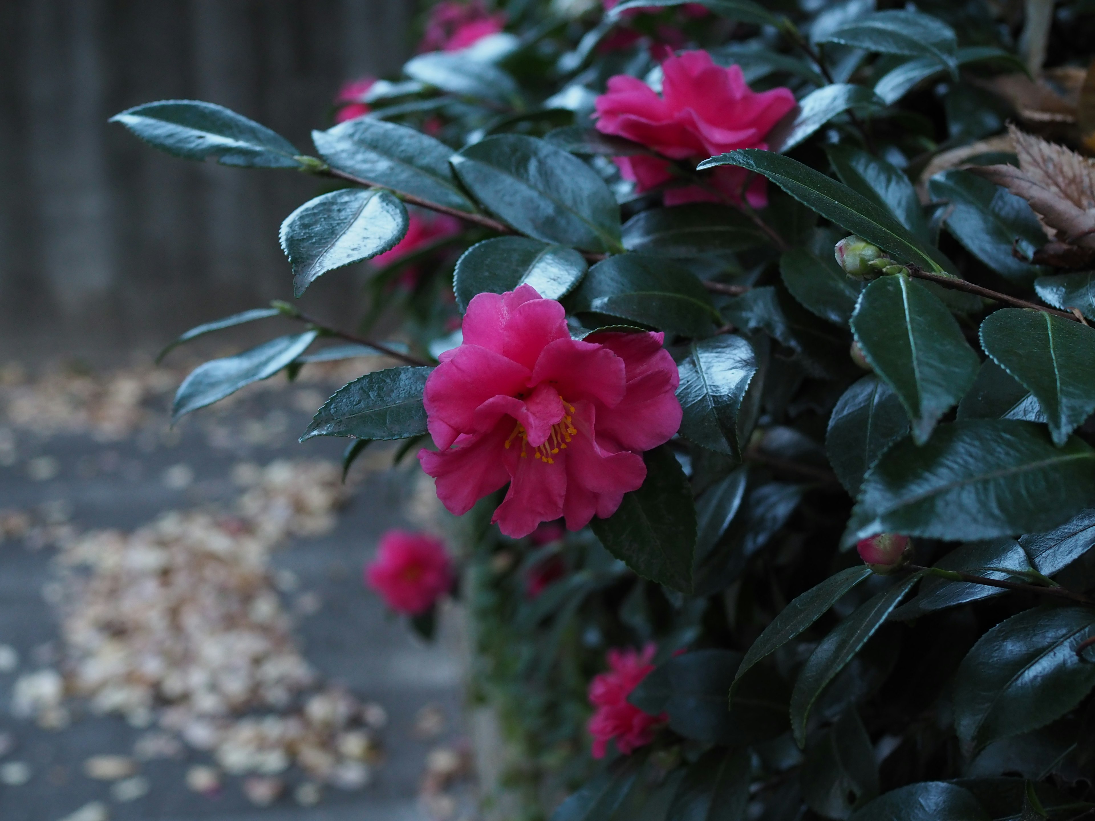 Close-up of vibrant pink flowers blooming among lush green leaves