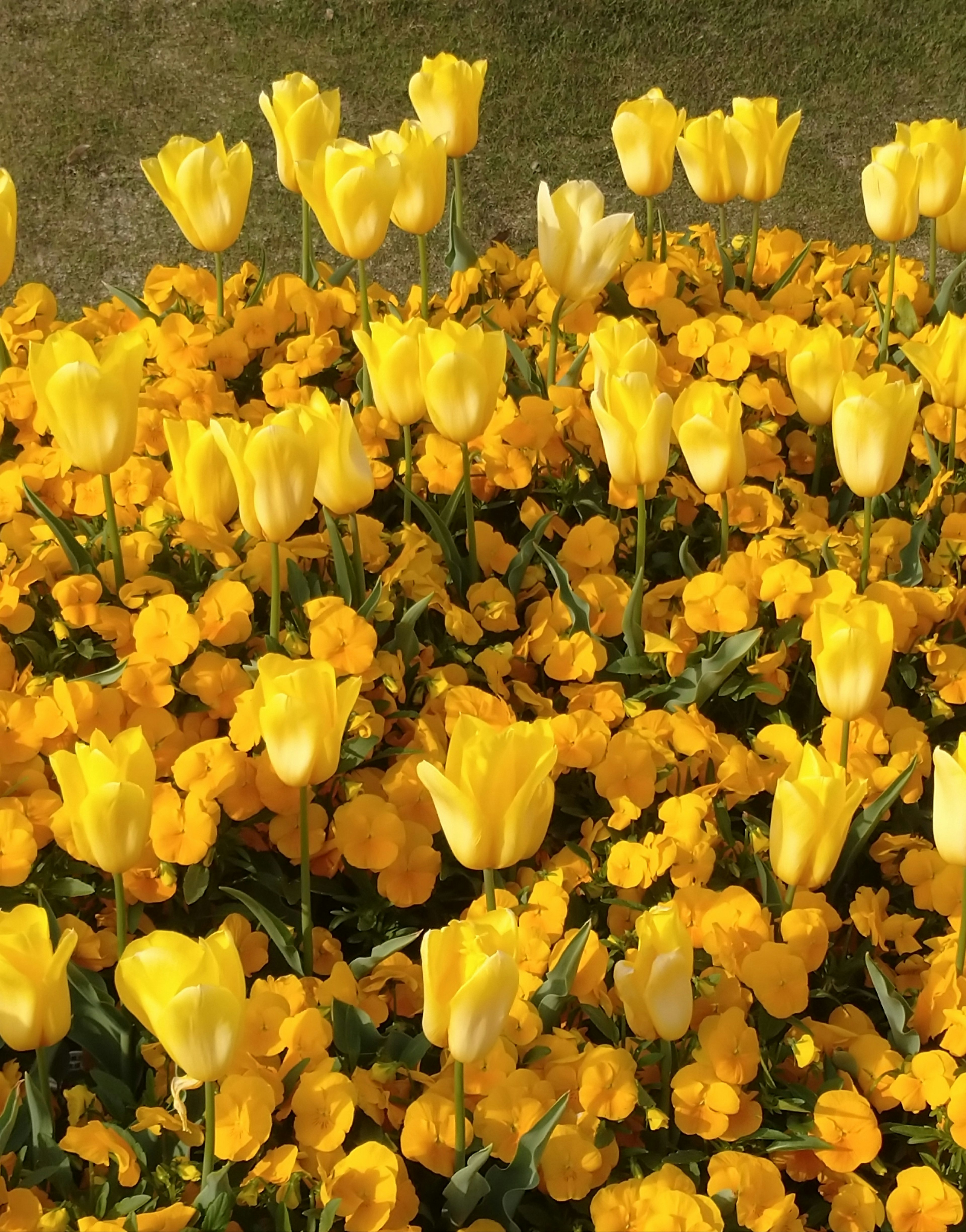 Pameran cerah dari tulip kuning dan bunga oranye di taman