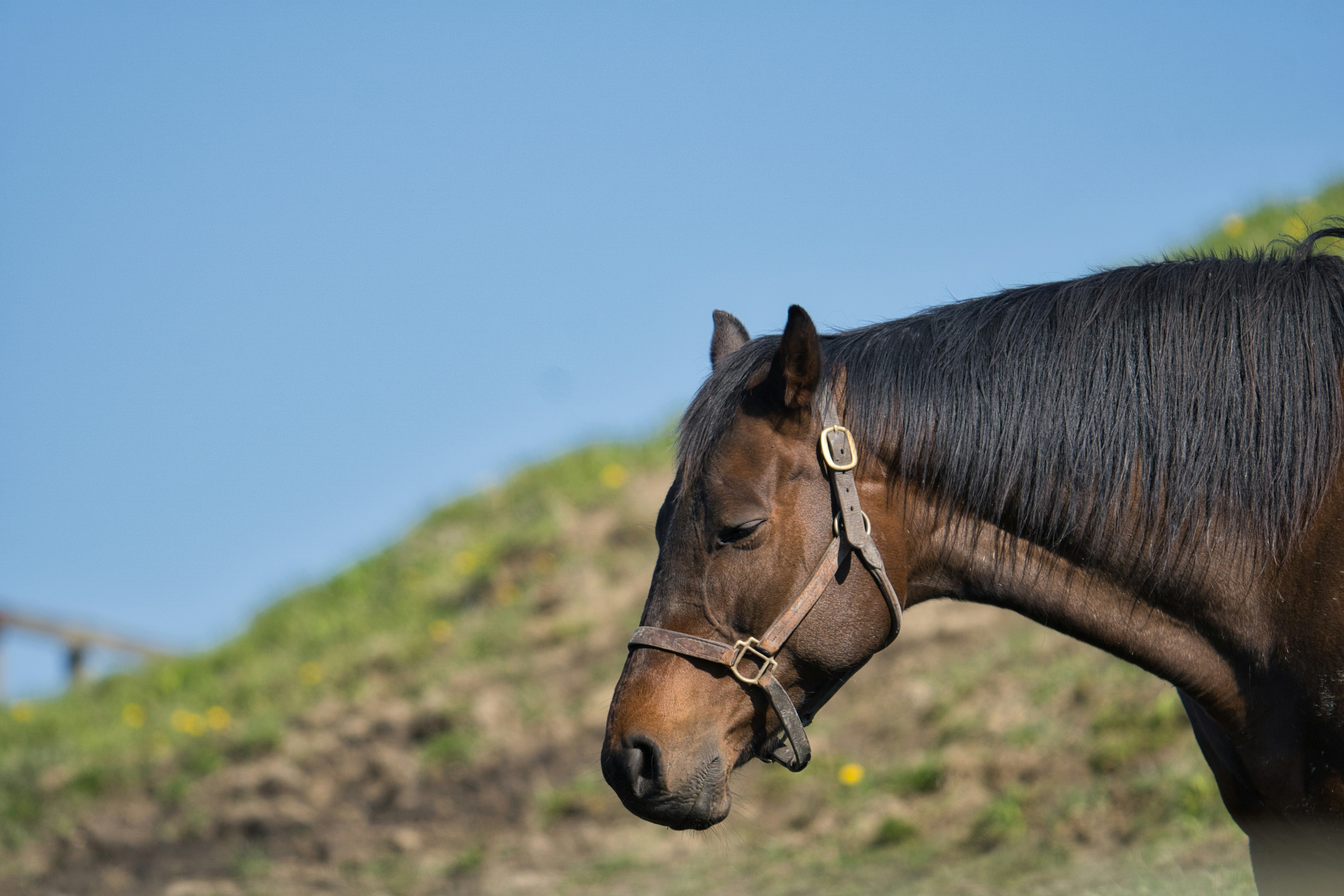 Profil d'un cheval contre un ciel bleu dans un champ herbeux