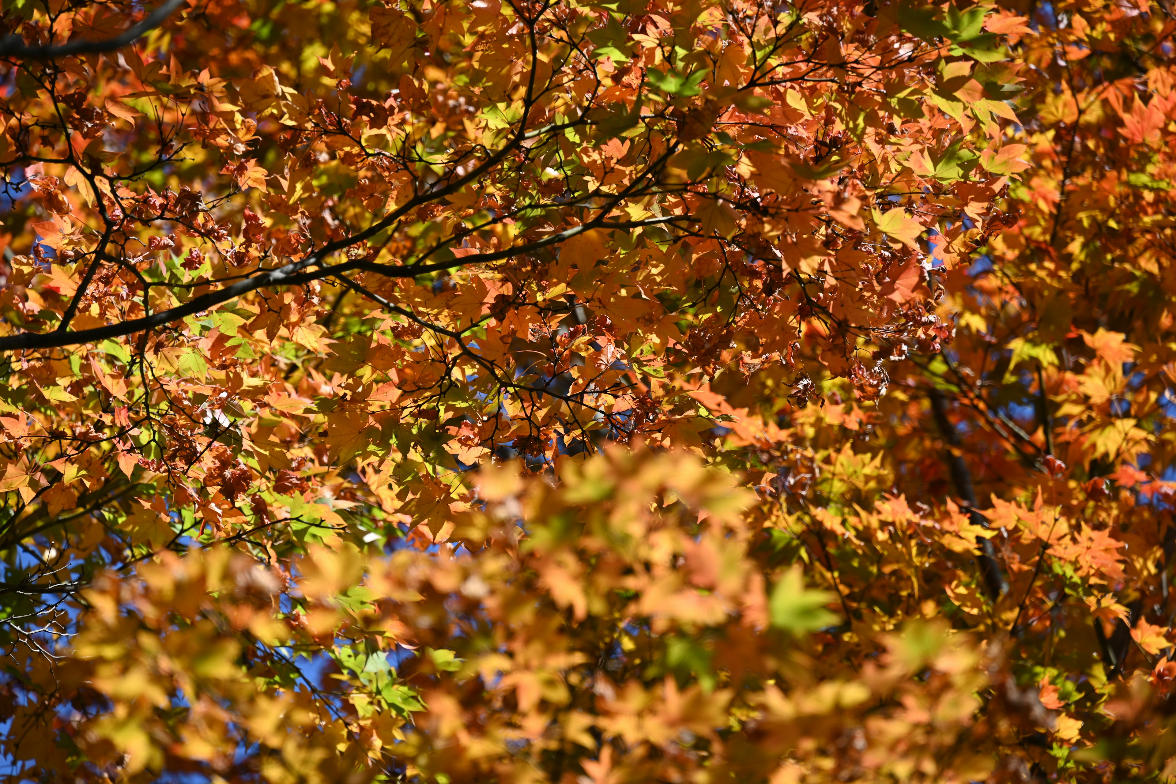 Vibrant orange and yellow autumn leaves background