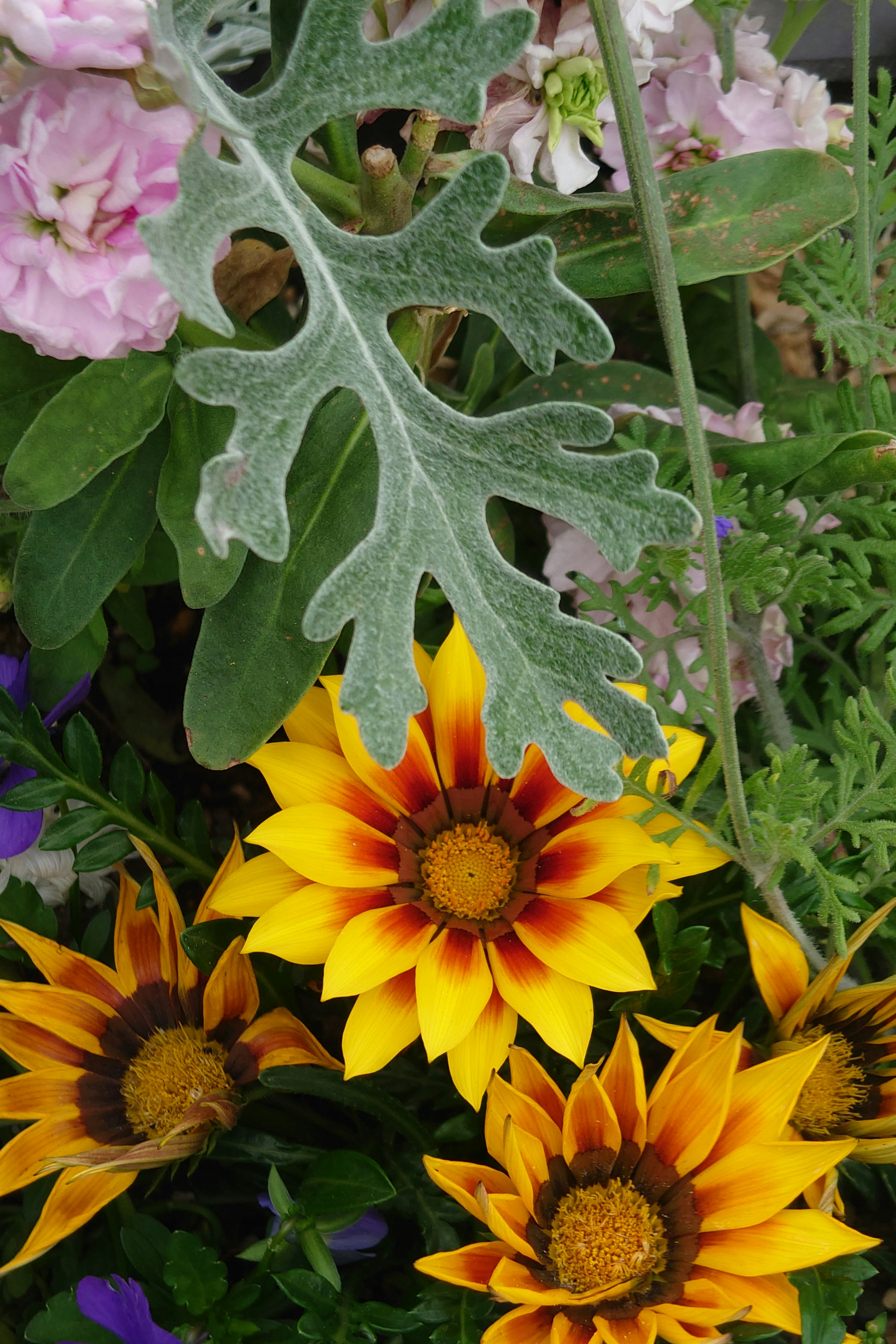 Flores vibrantes con pétalos amarillos y naranjas junto a hojas verdes en un jardín