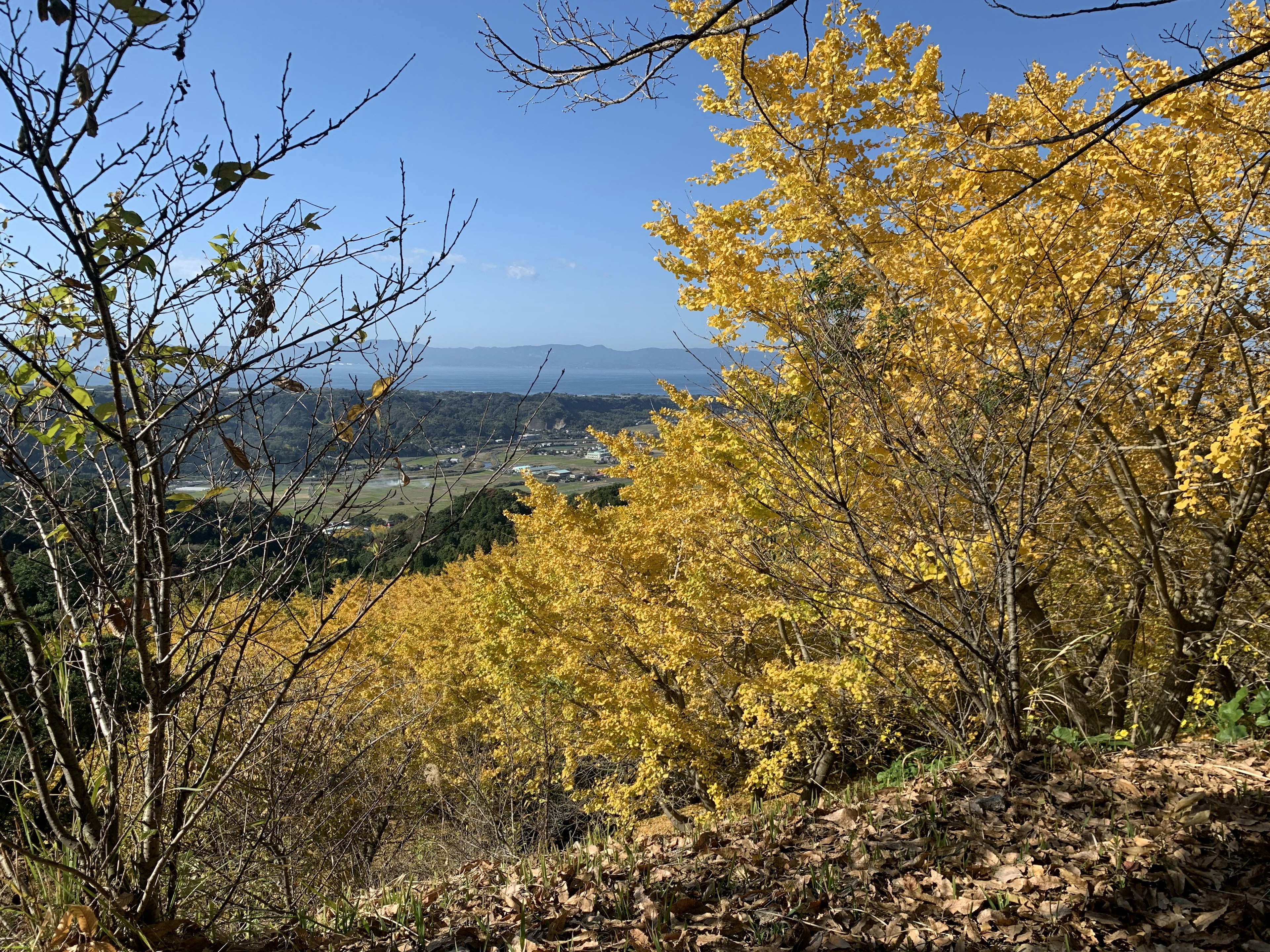 Herbstlandschaft mit gelben Blättern und blauem Himmel