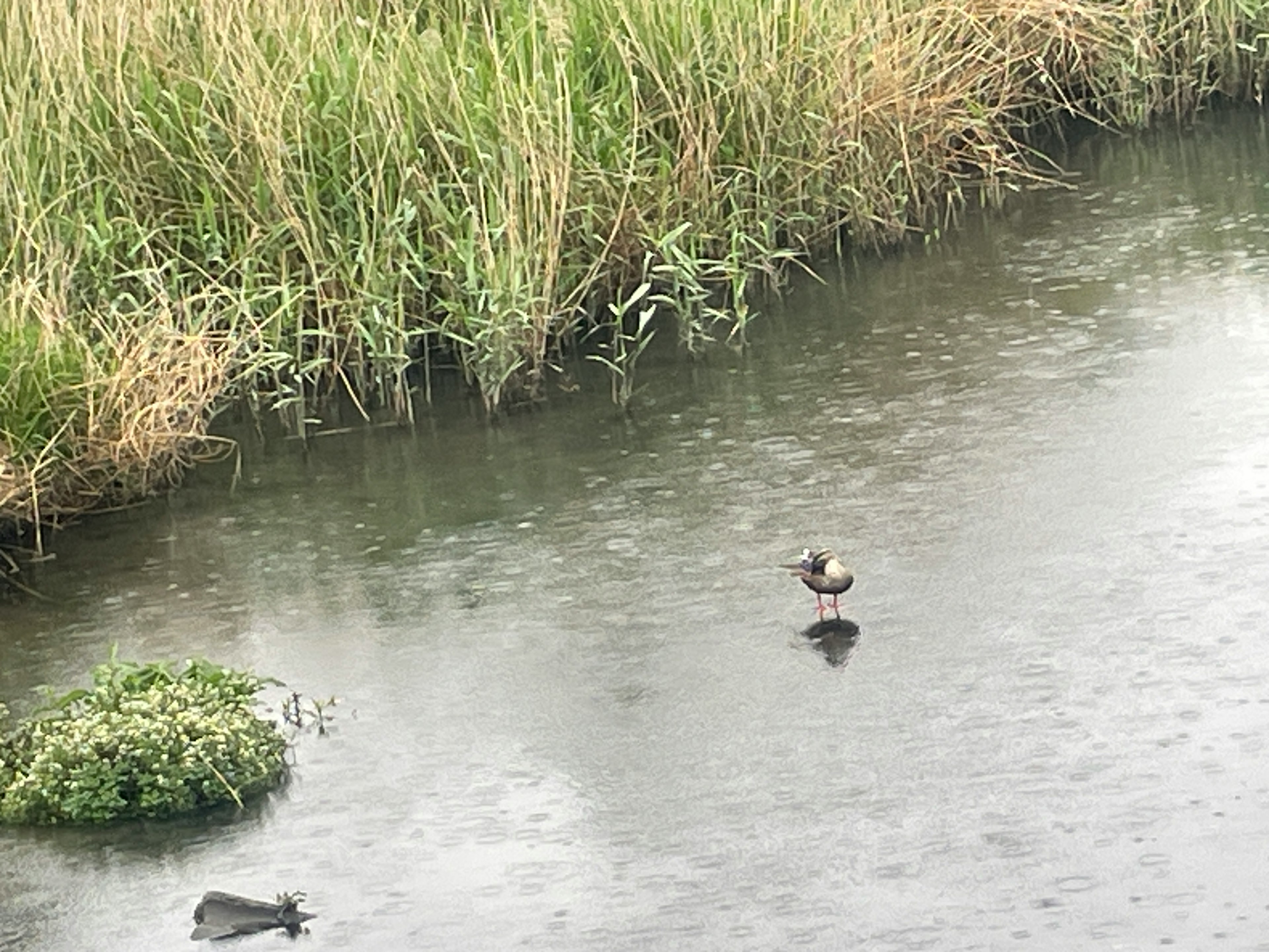 Un oiseau se tenant dans l'eau peu profonde avec de l'herbe haute en arrière-plan