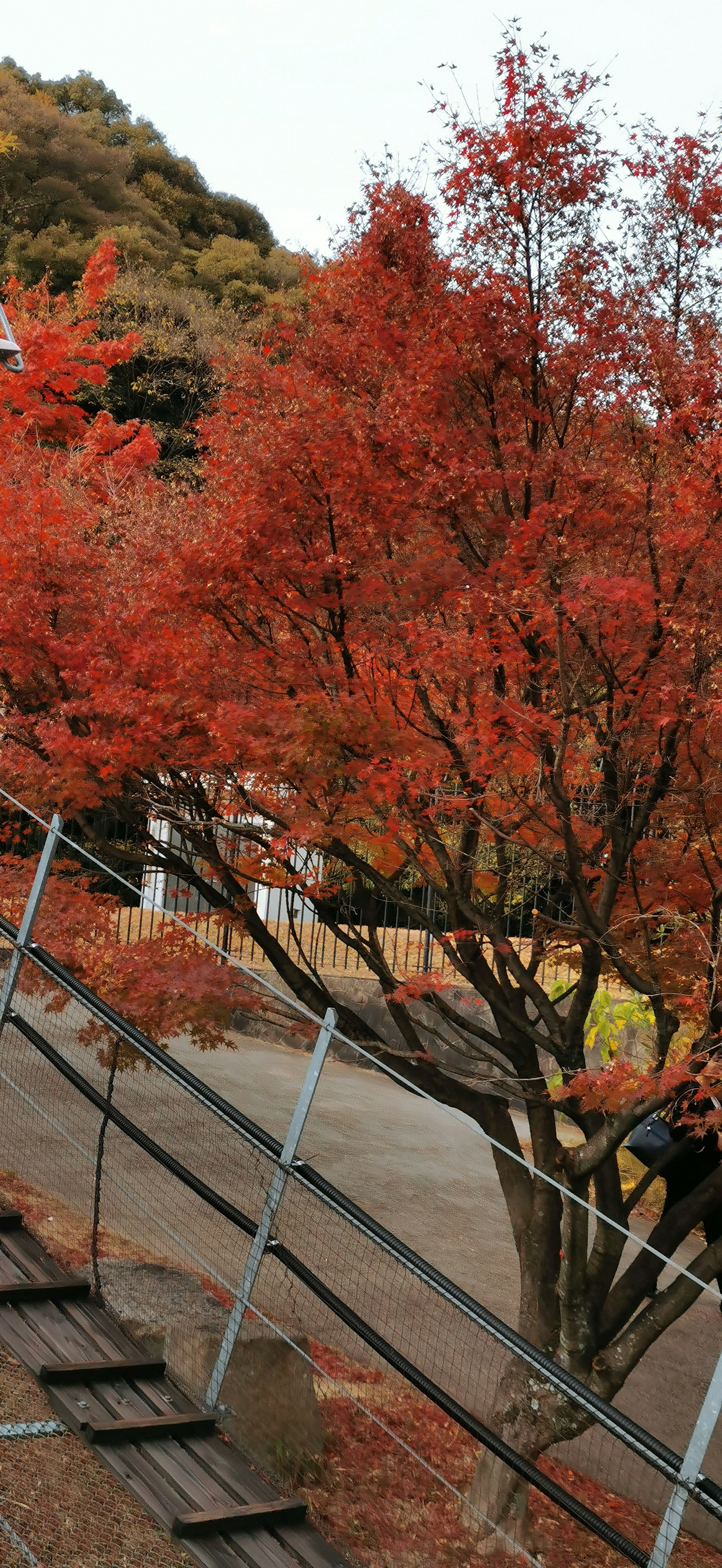 Paisaje con un árbol de hojas rojas y escaleras