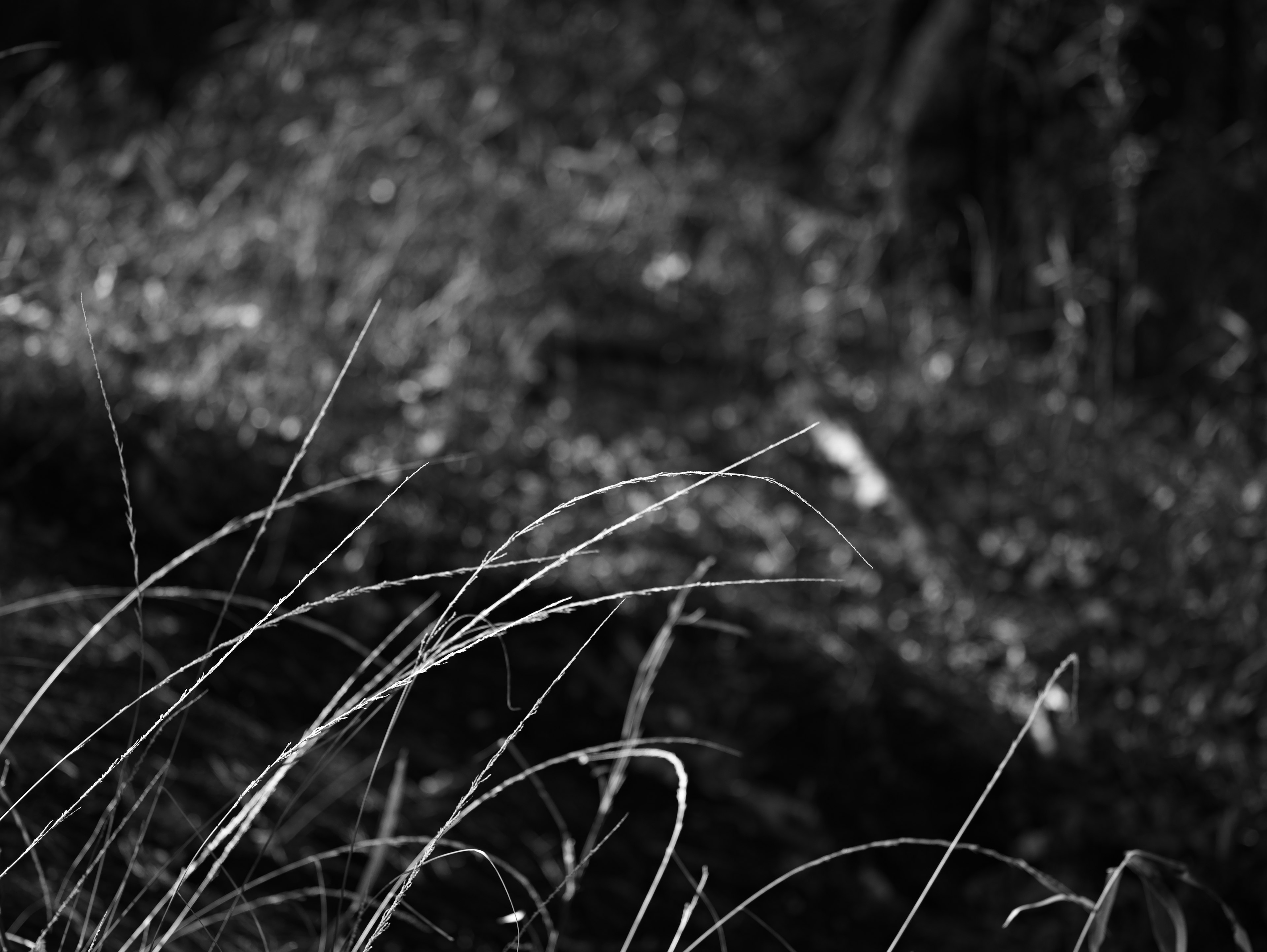 Hojas de hierba borrosas en un fondo en blanco y negro