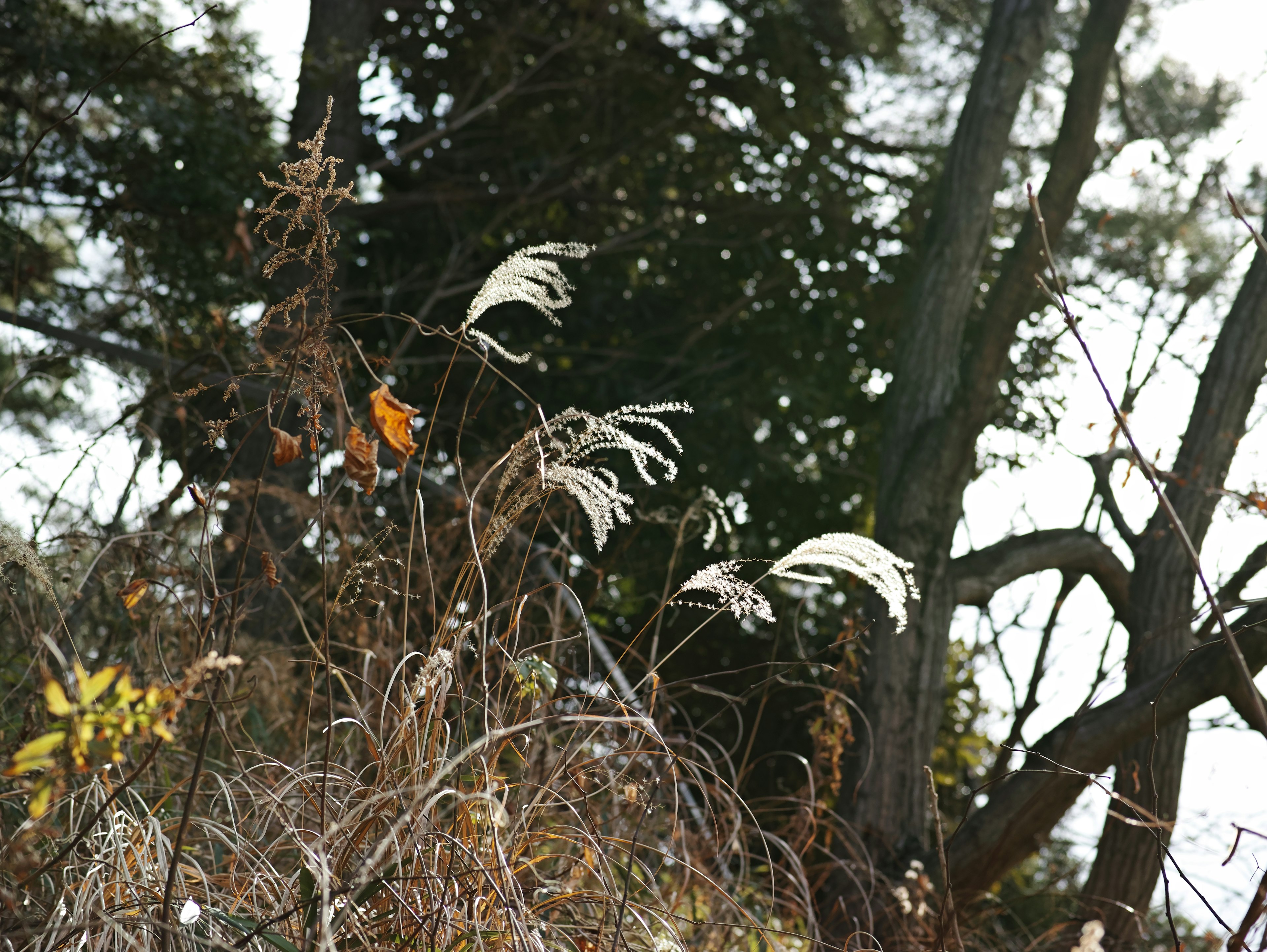 Paisaje con hierba blanca y hojas de otoño