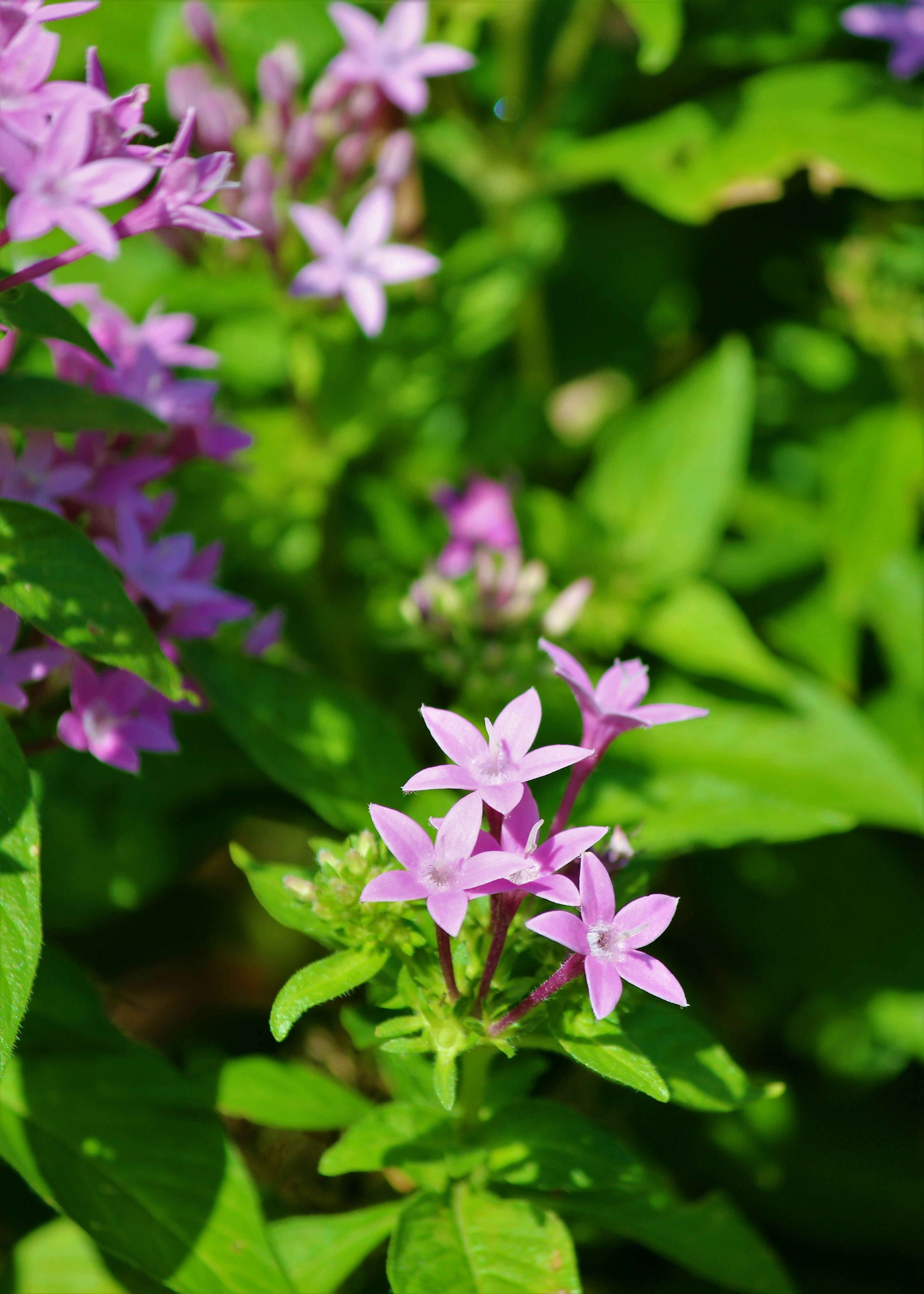 Pink flowers blooming among vibrant green leaves