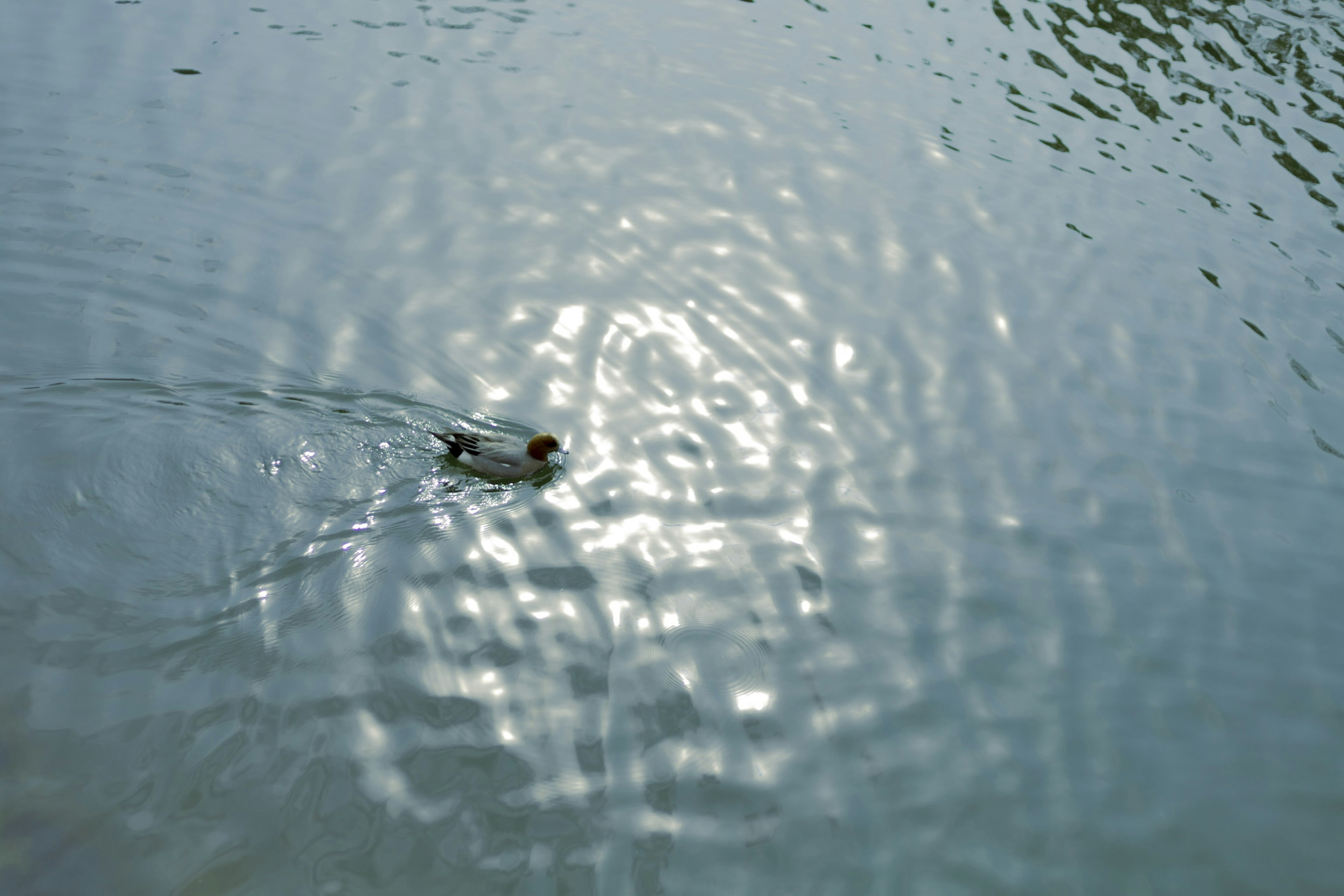 Eine kleine weiße Ente, die über die Wasseroberfläche gleitet mit Lichtreflexionen