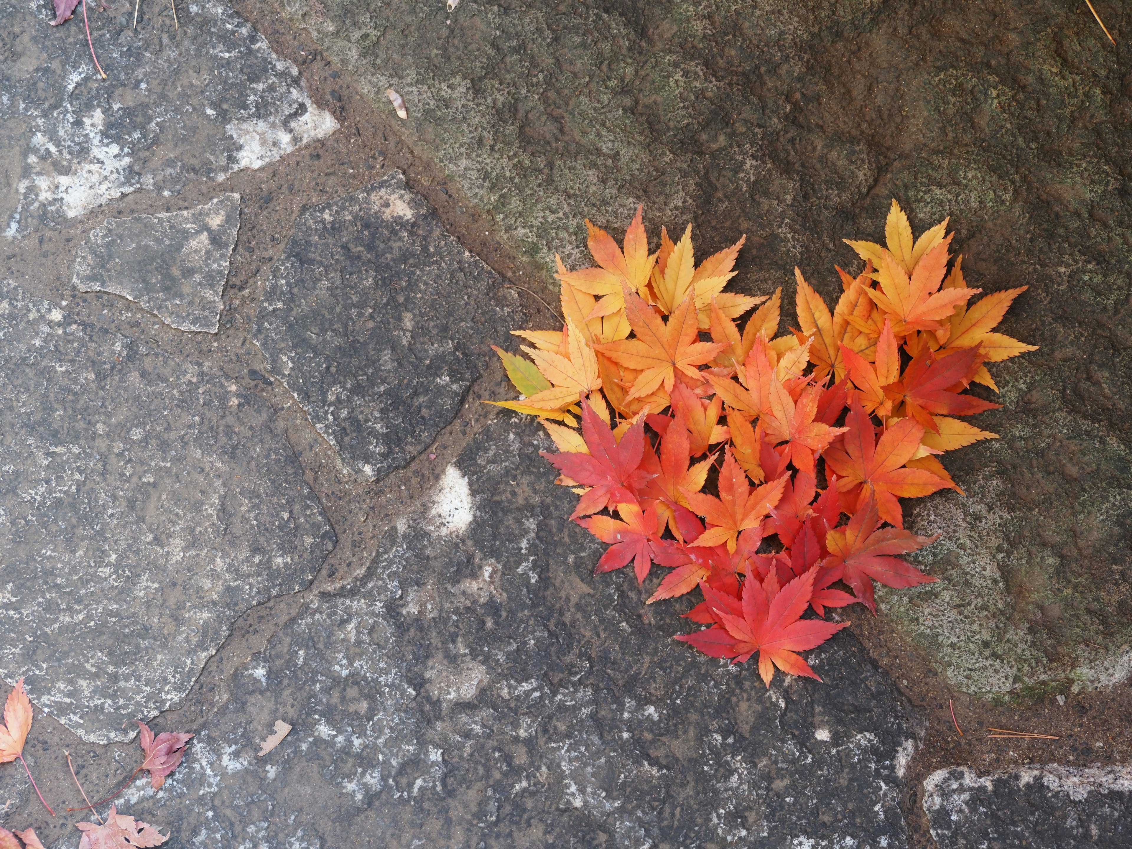 Colorful autumn leaves arranged in a heart shape on a stone surface