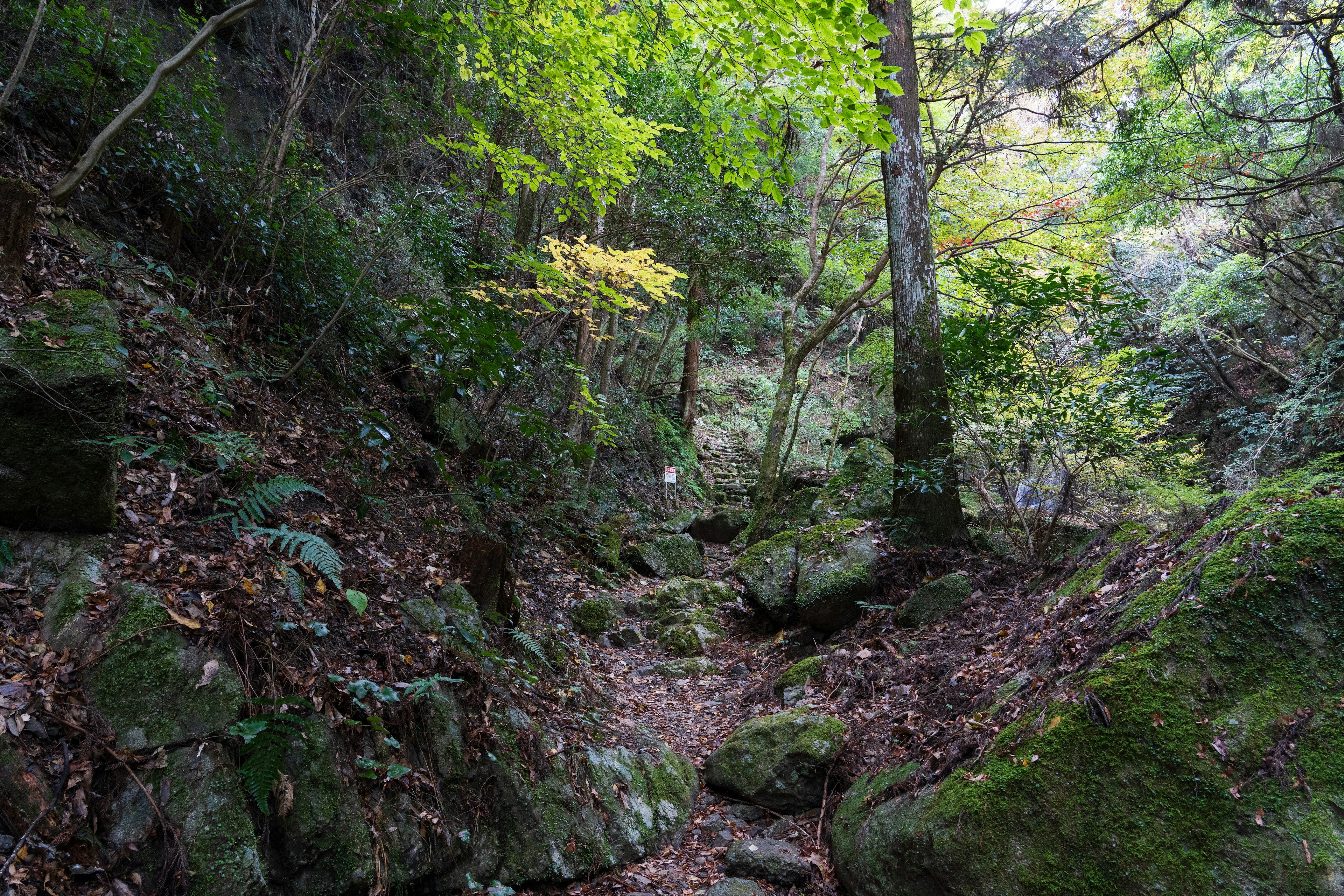 Un chemin serein entouré d'arbres verts et de rochers éparpillés