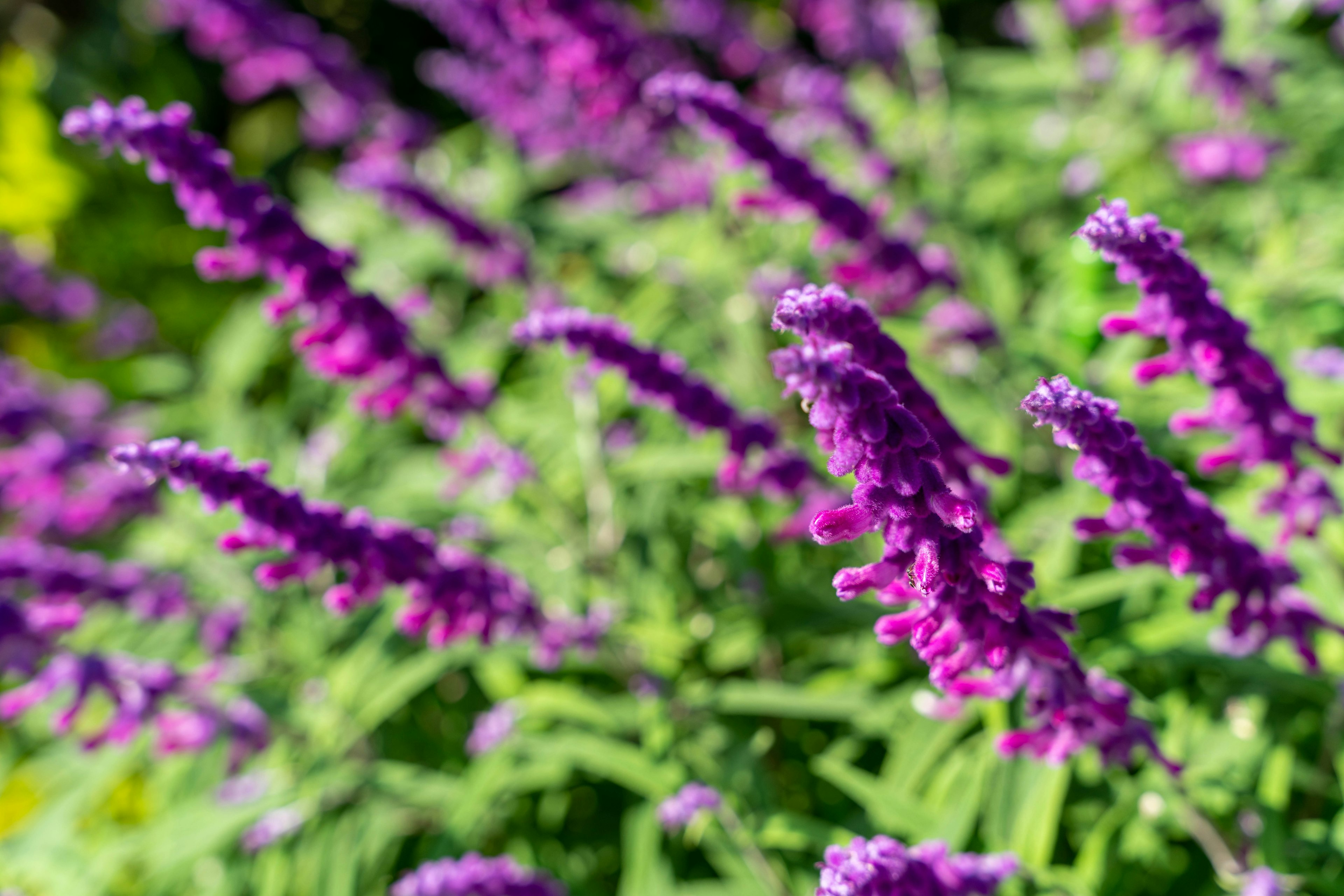 Primo piano di fiori viola vivaci su una pianta verde