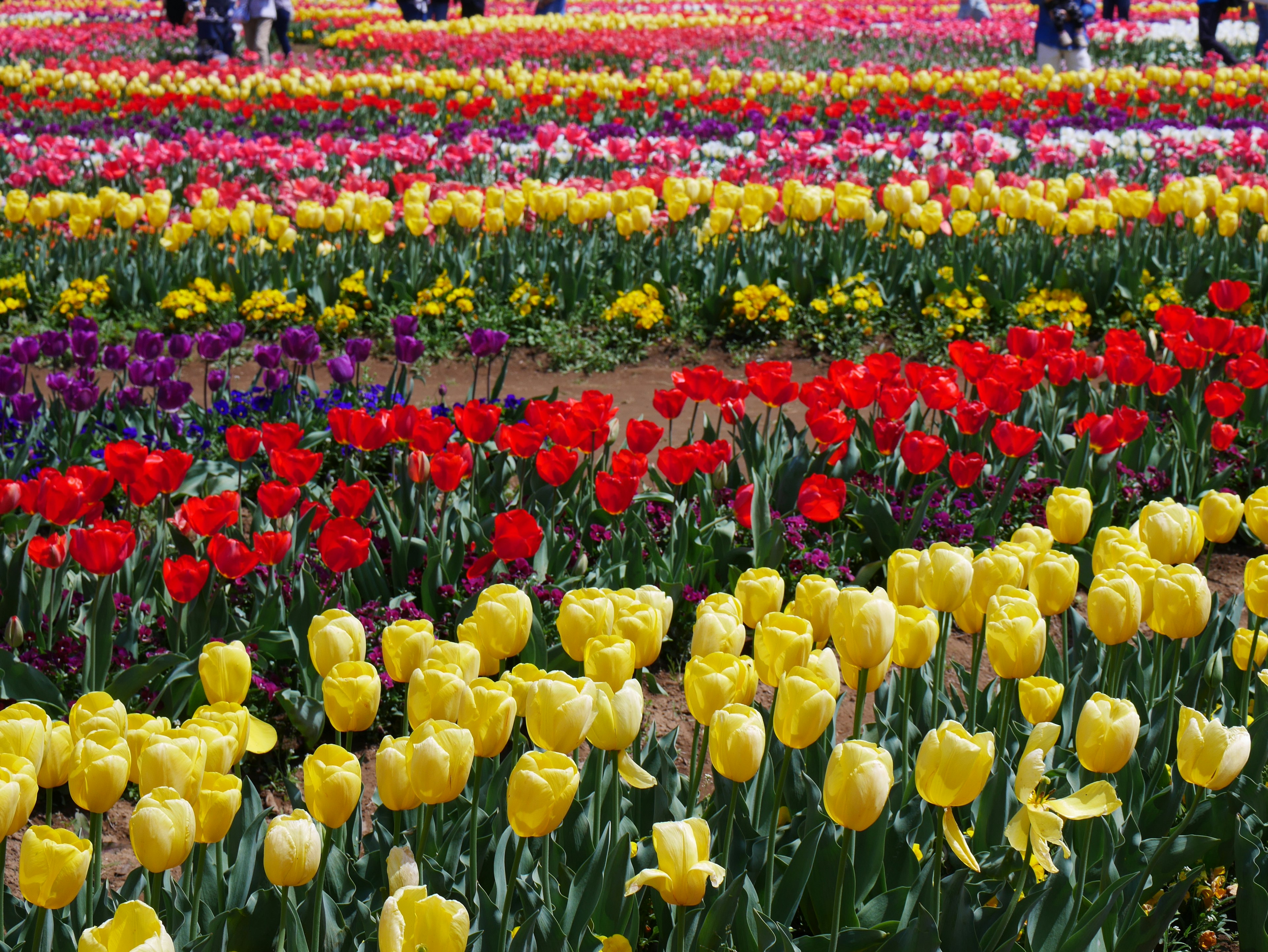 Vibrant tulip field with rows of yellow, red, and purple flowers