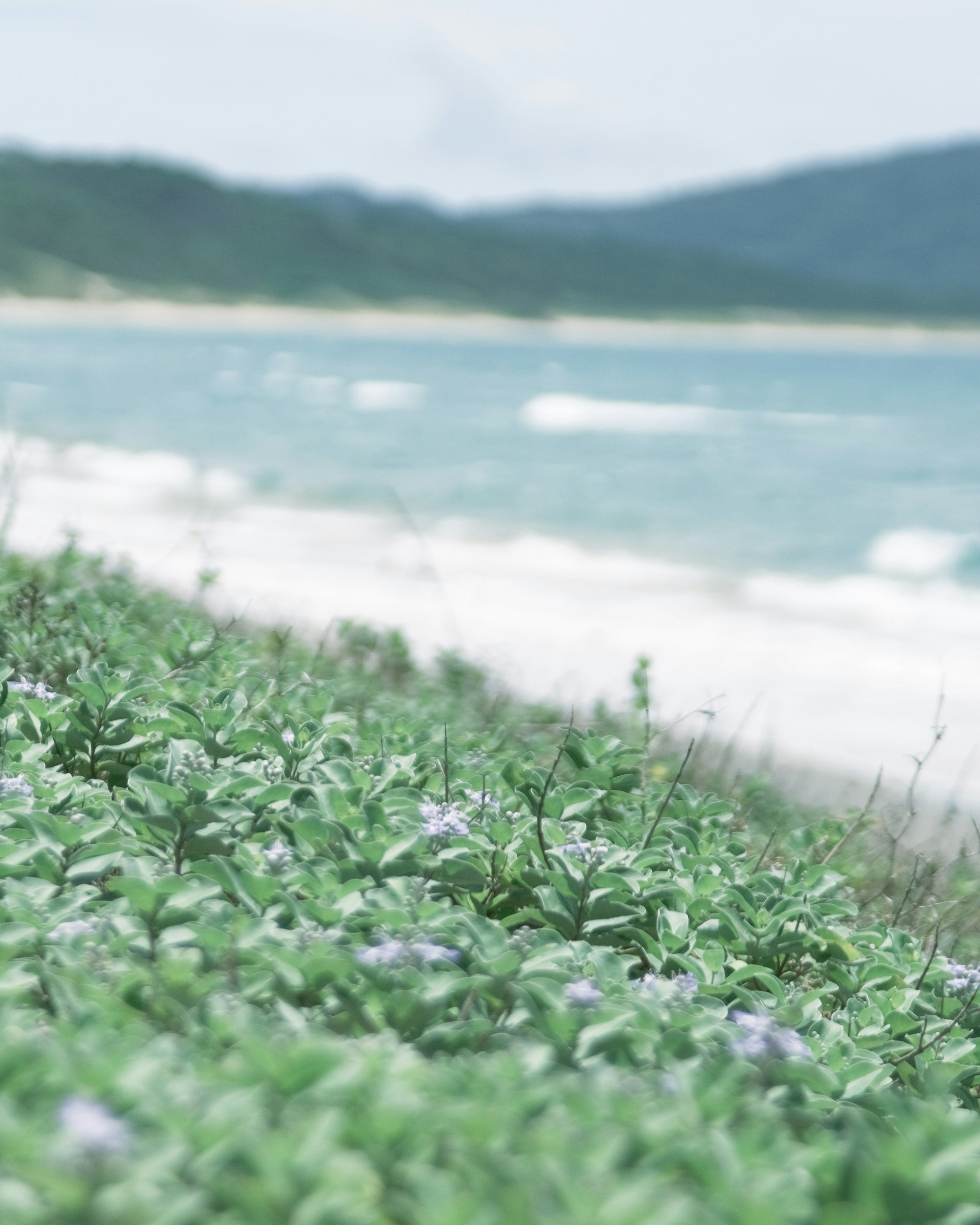 海岸の近くに広がる緑の植物と紫の花の群生