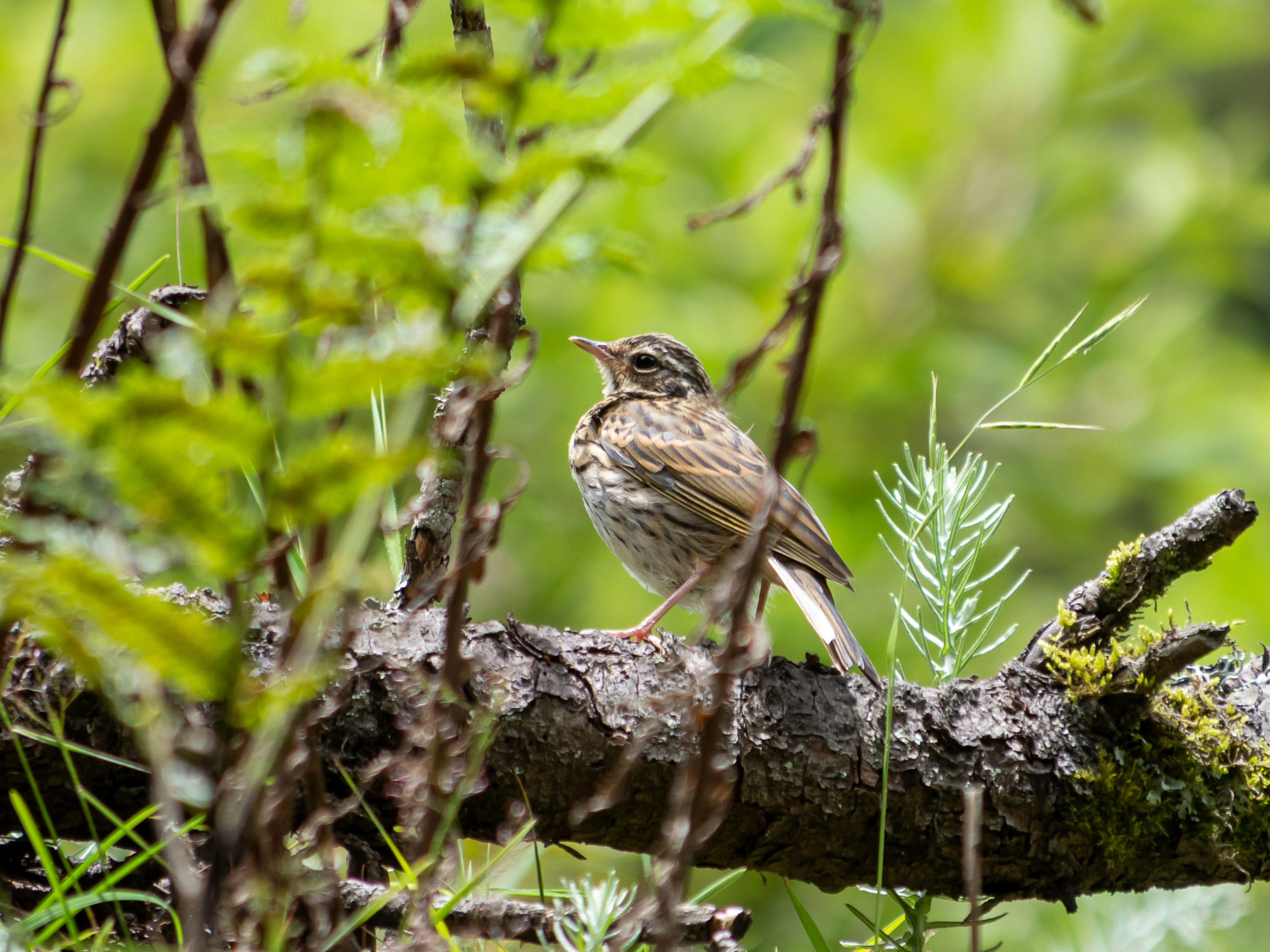 小枝に止まる鳥の姿 緑の背景に囲まれた自然の中で