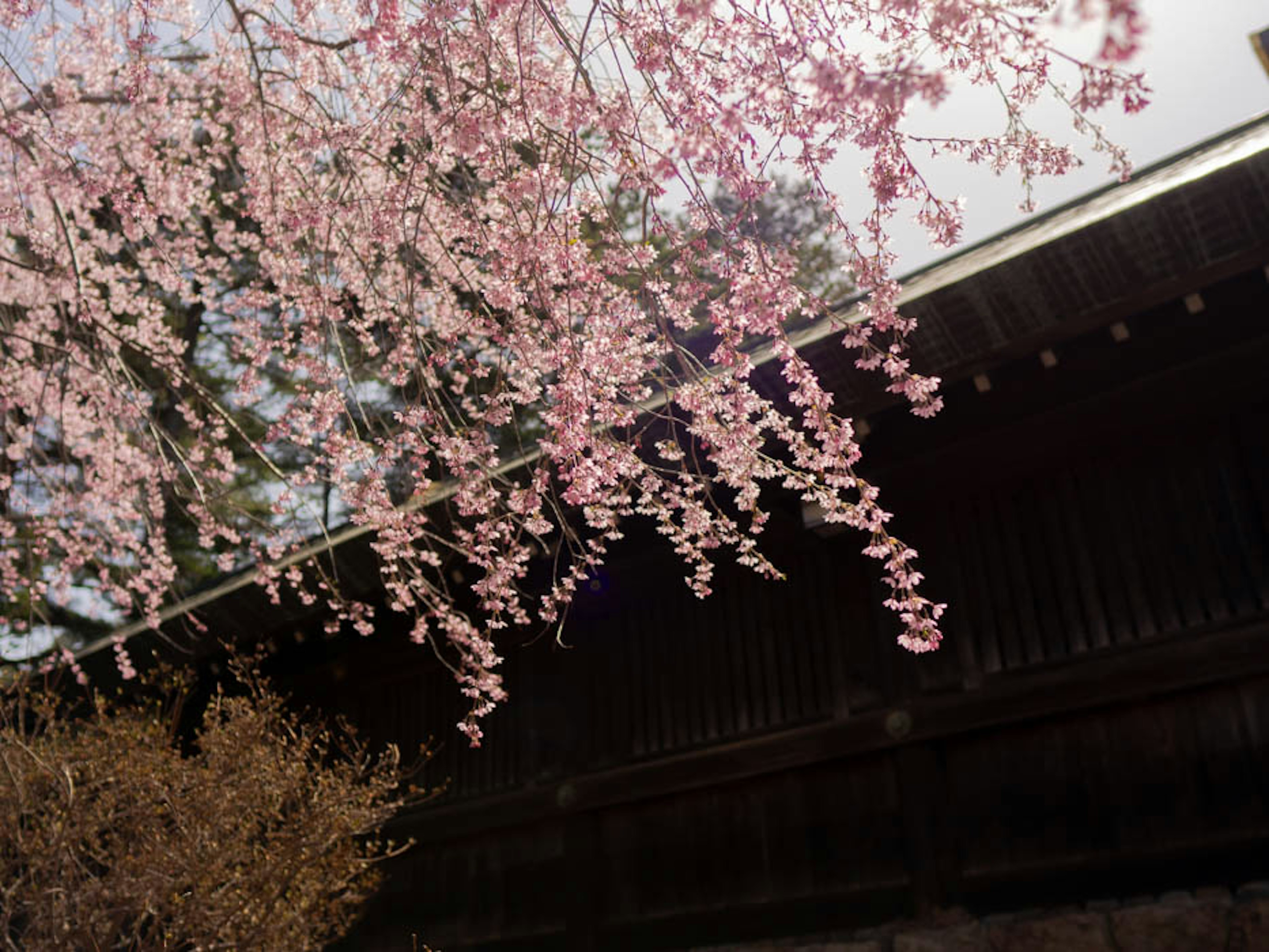 Cherry blossom branches with pink flowers near an old building