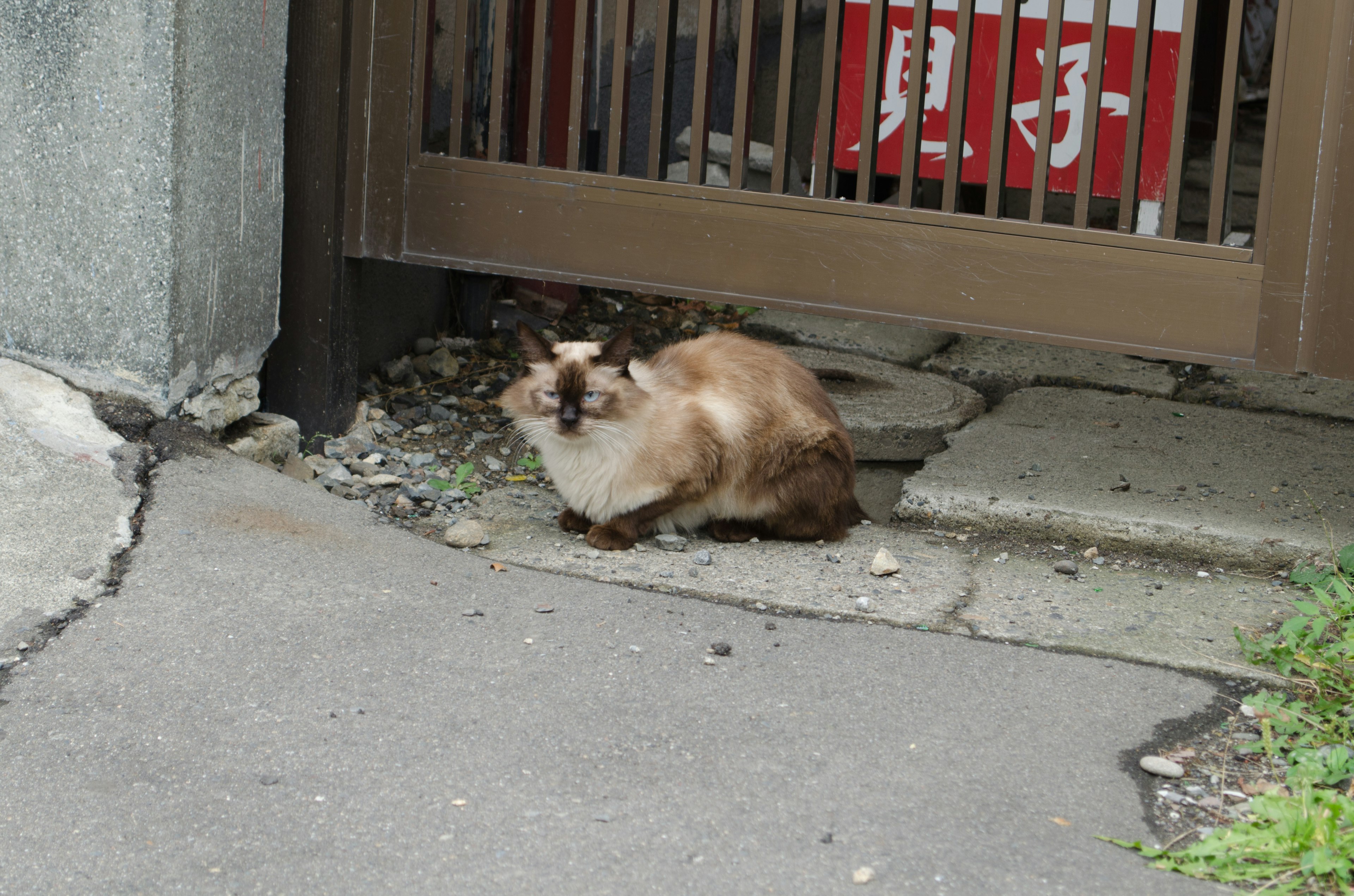 A cat sitting near a gate