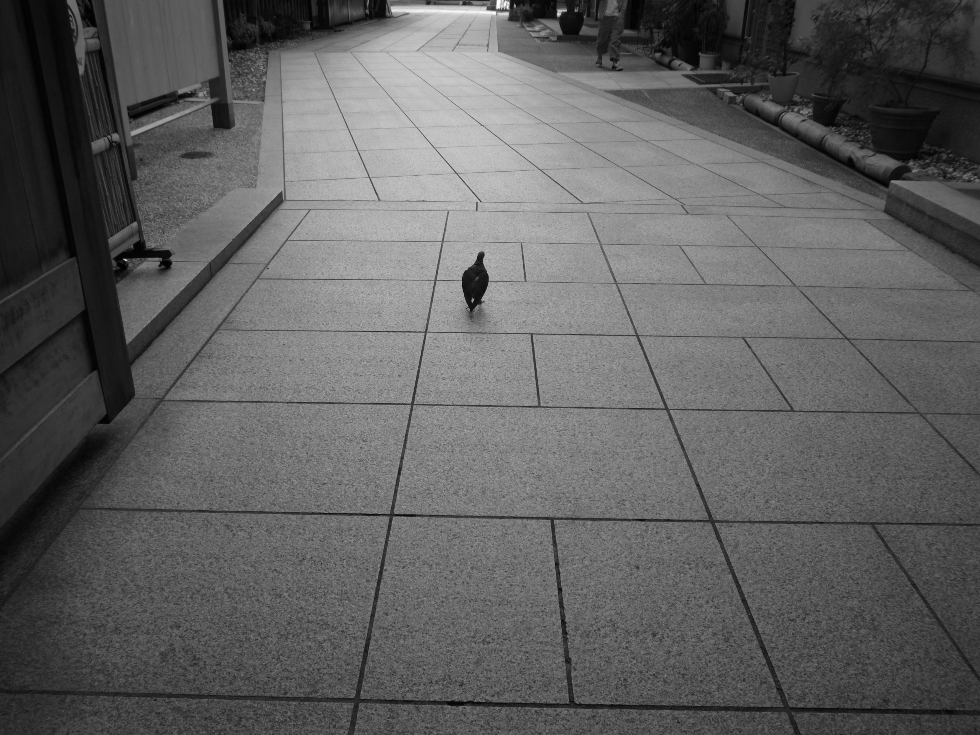 Silhouette d'un petit oiseau marchant sur un chemin noir et blanc