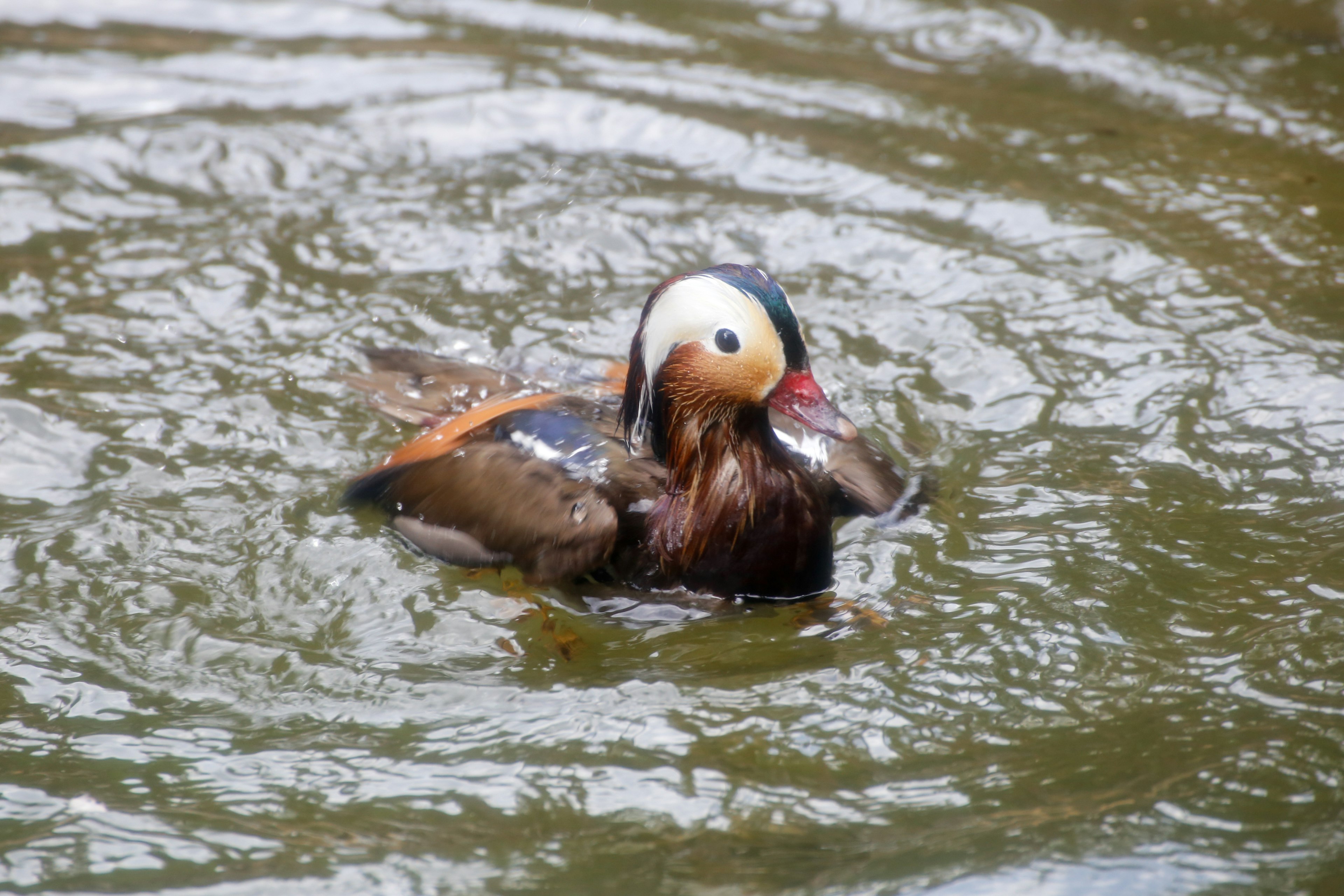 Seekor bebek mandarin mengapung di atas air menunjukkan bulu dan warna yang khas